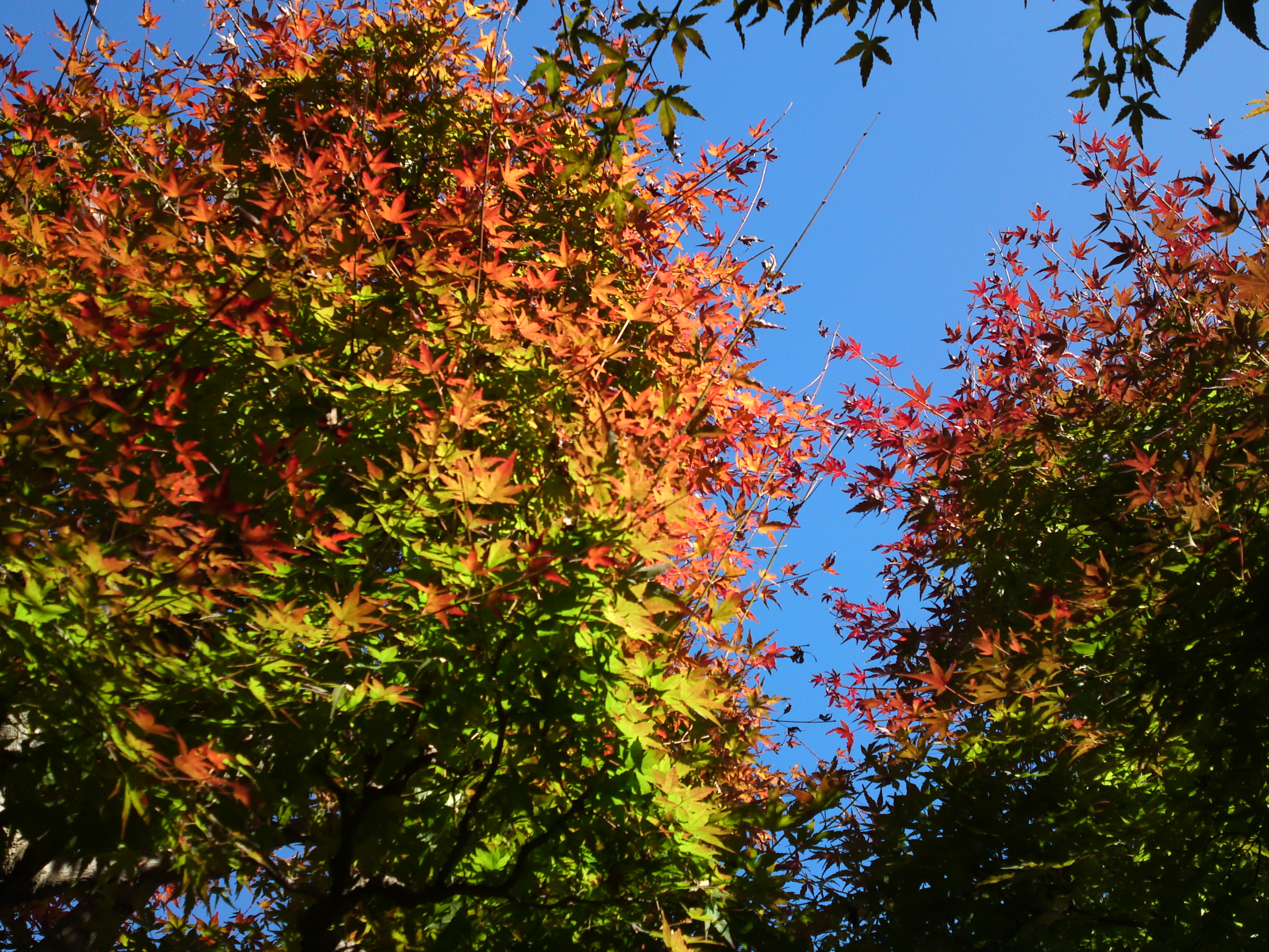 2018年万葉植物園の紅葉40