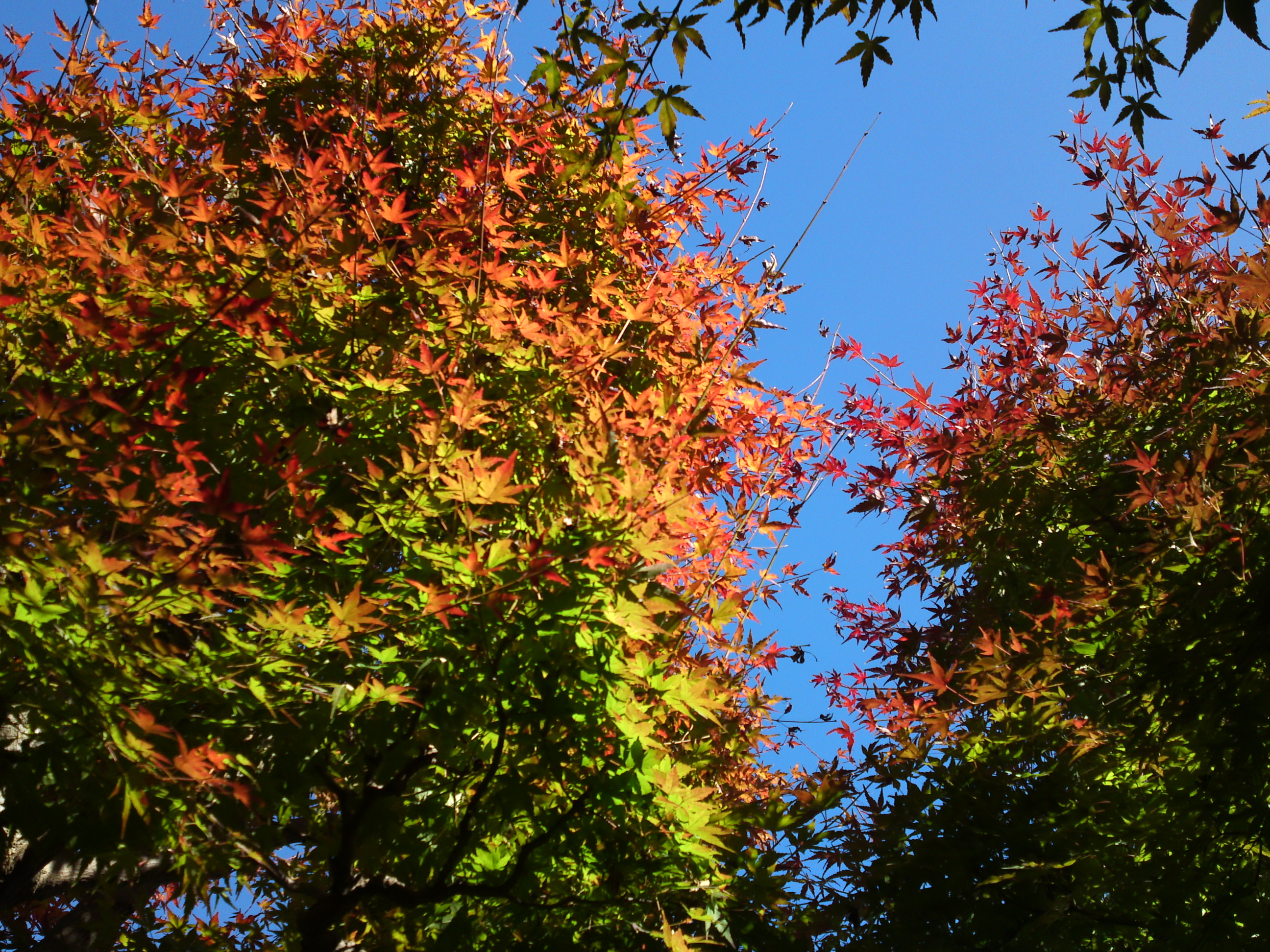 2018年万葉植物園の紅葉４０