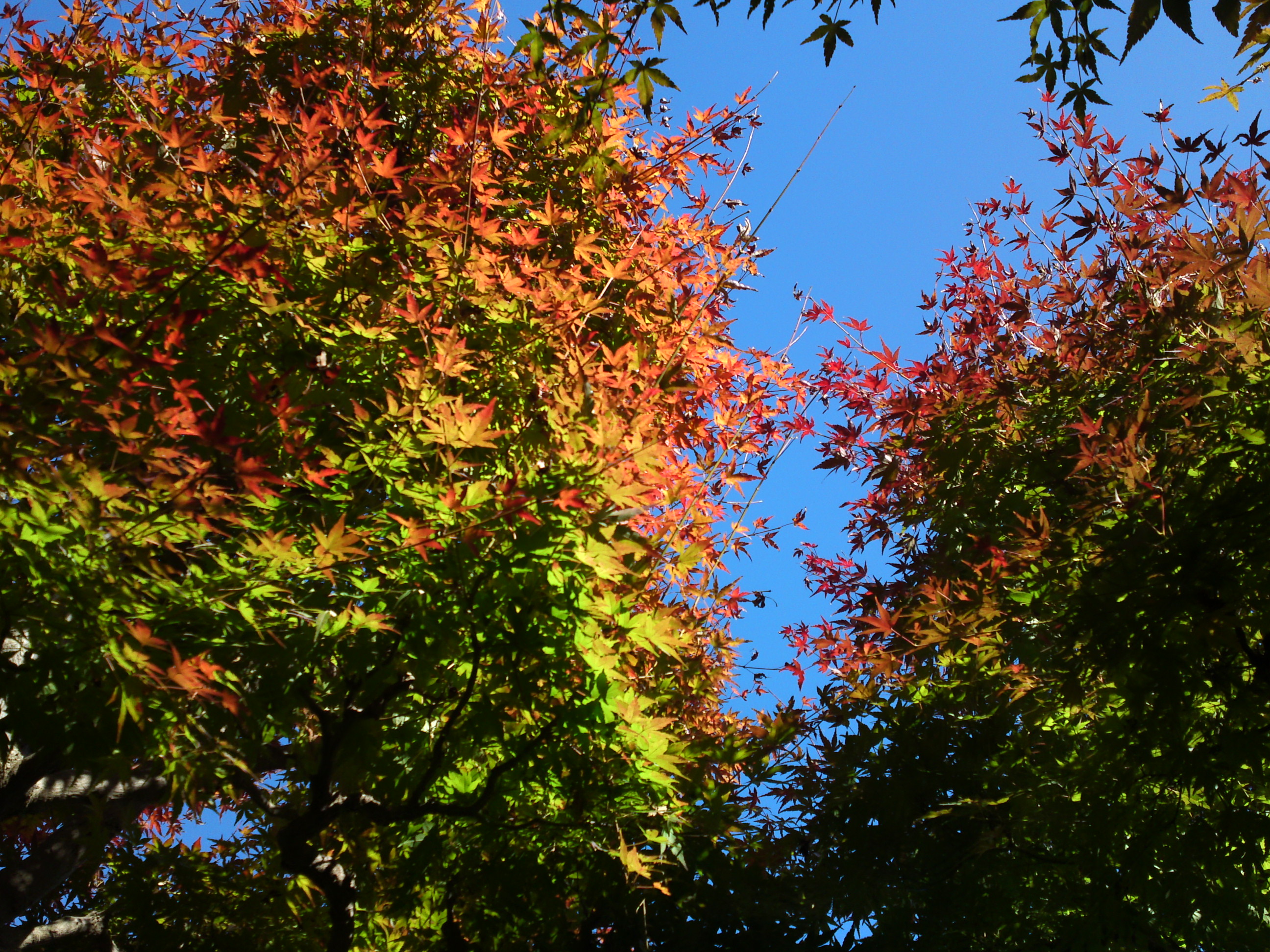 2018年万葉植物園の紅葉４１