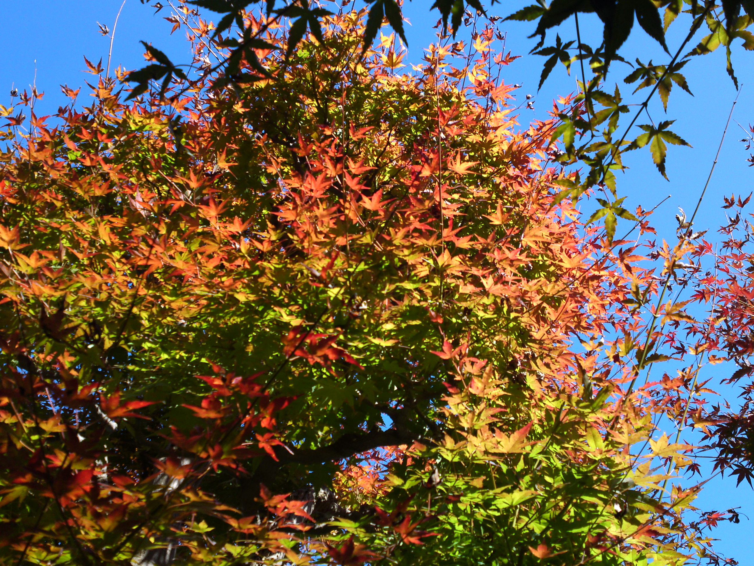 2018年万葉植物園の紅葉４２