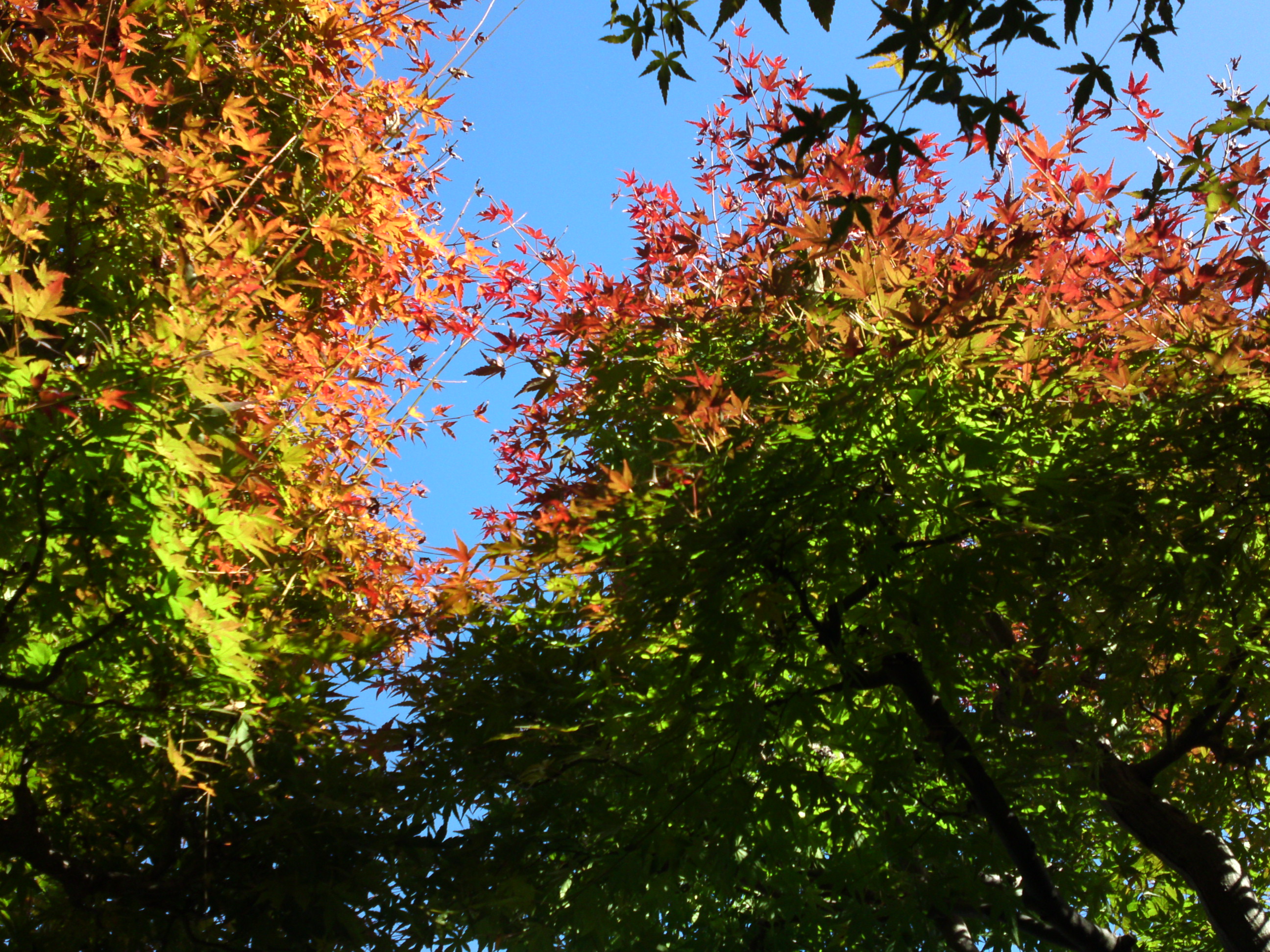 2018年万葉植物園の紅葉４４