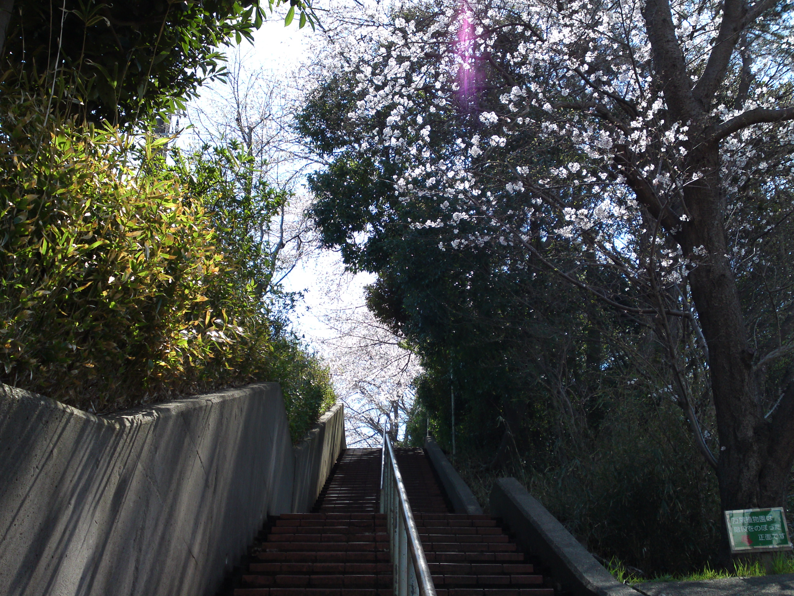 2019年春万葉植物園前の桜並木１