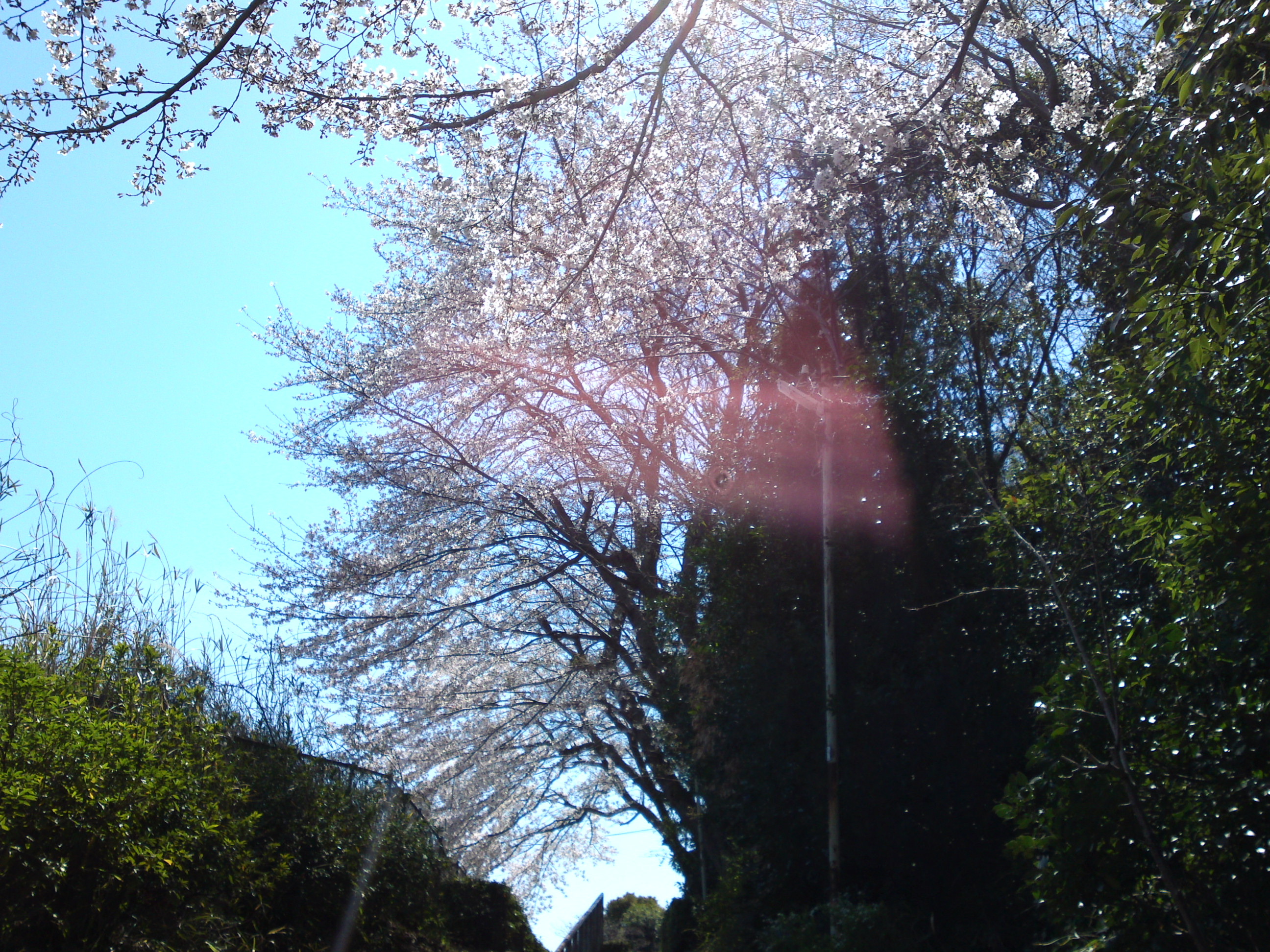 2019年春万葉植物園前の桜並木２
