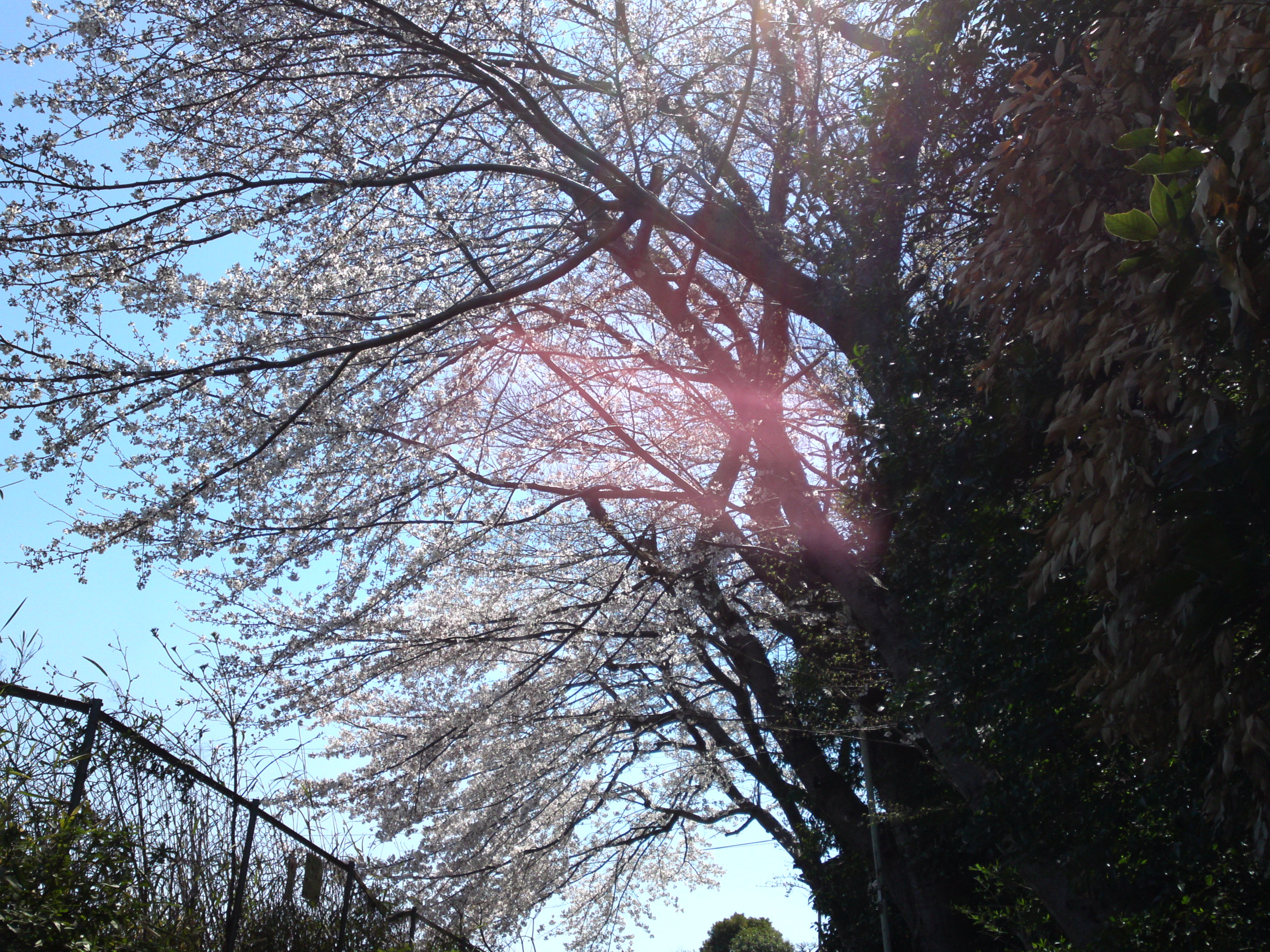 2019年春万葉植物園前の桜並木３