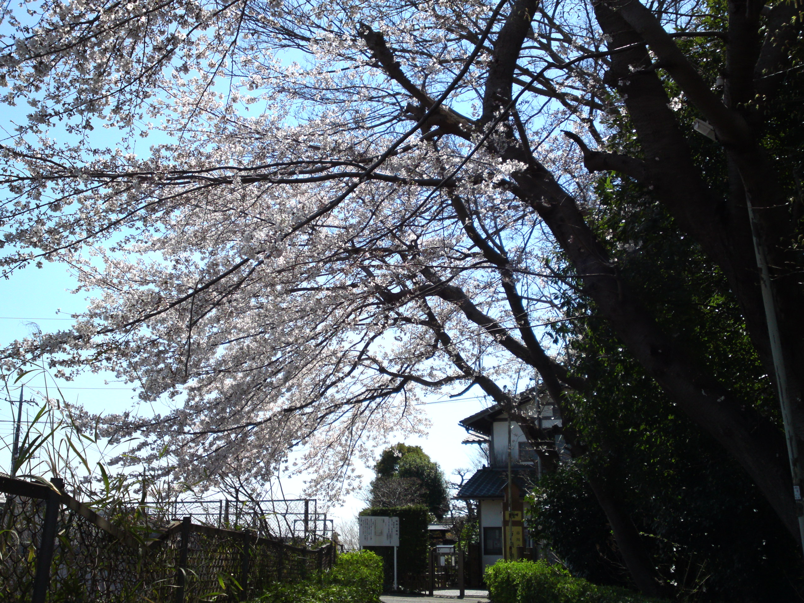 2019年春万葉植物園前の桜並木４