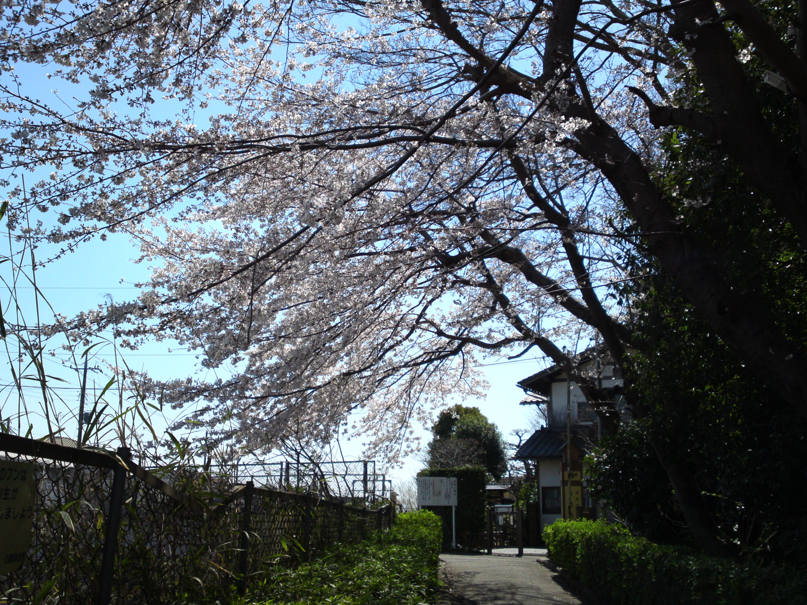 2019年春万葉植物園前の桜並木５