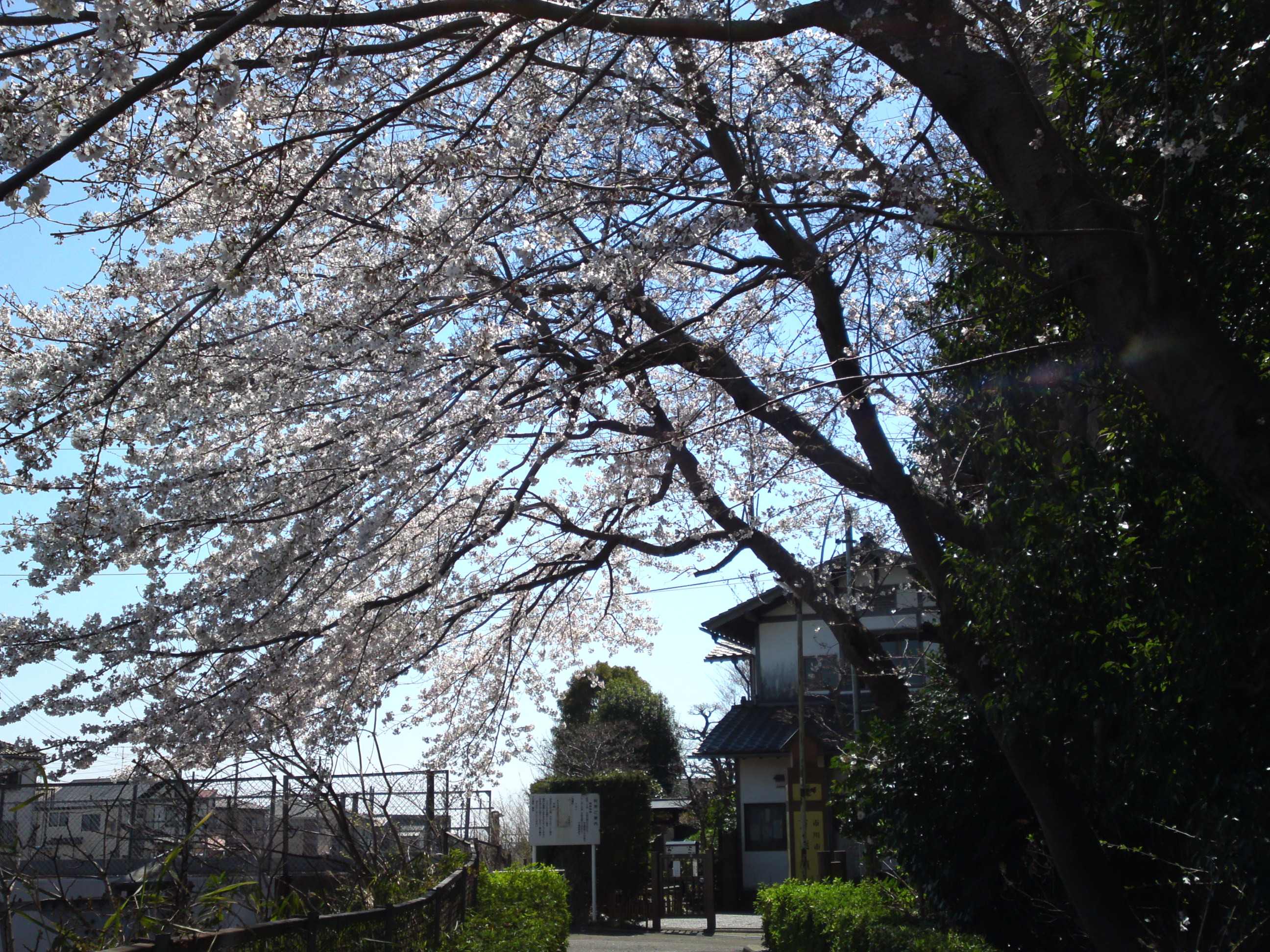 2019年春万葉植物園前の桜並木６