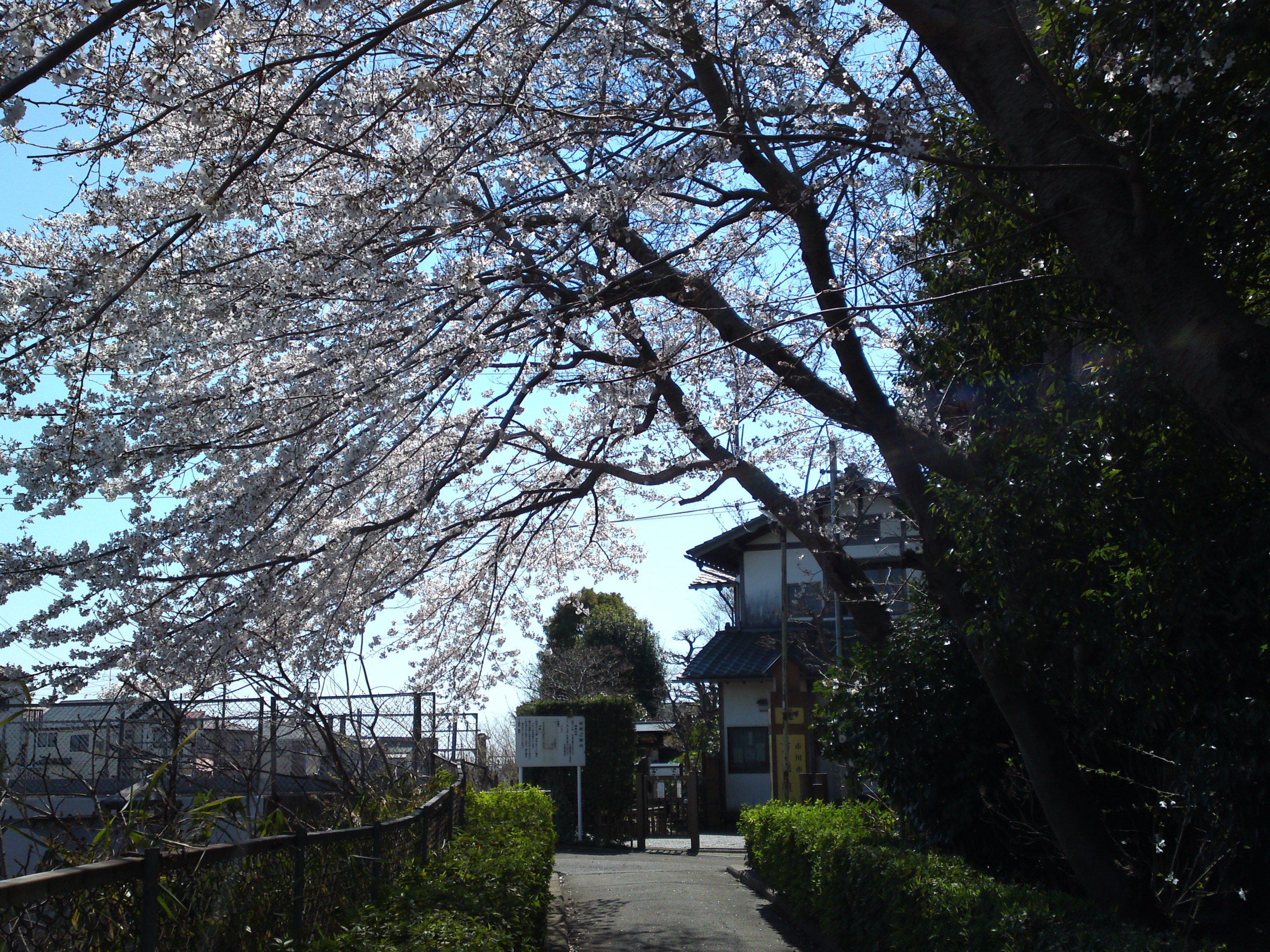 2019年春万葉植物園前の桜並木７