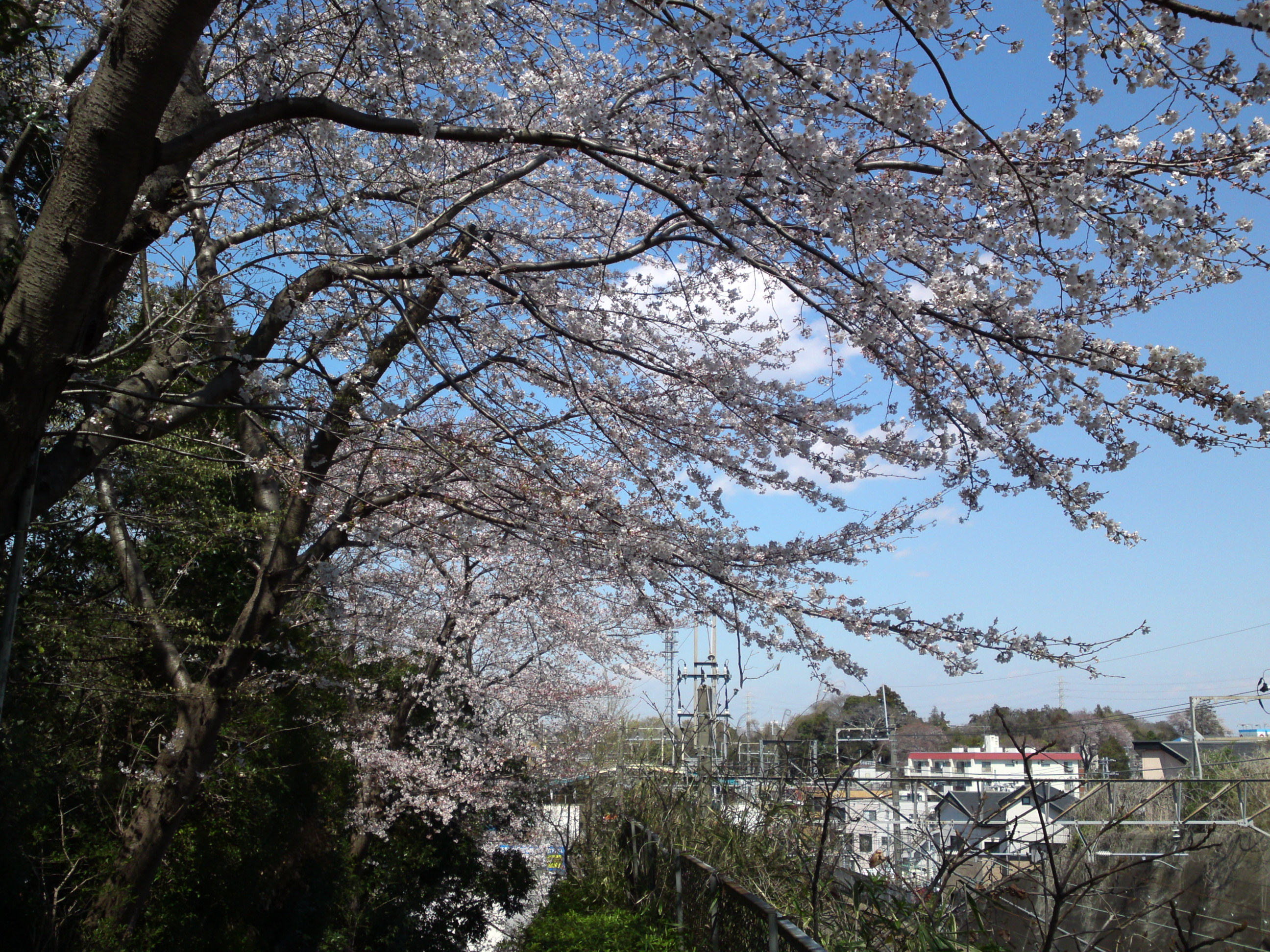 2019年春万葉植物園前の桜並木８