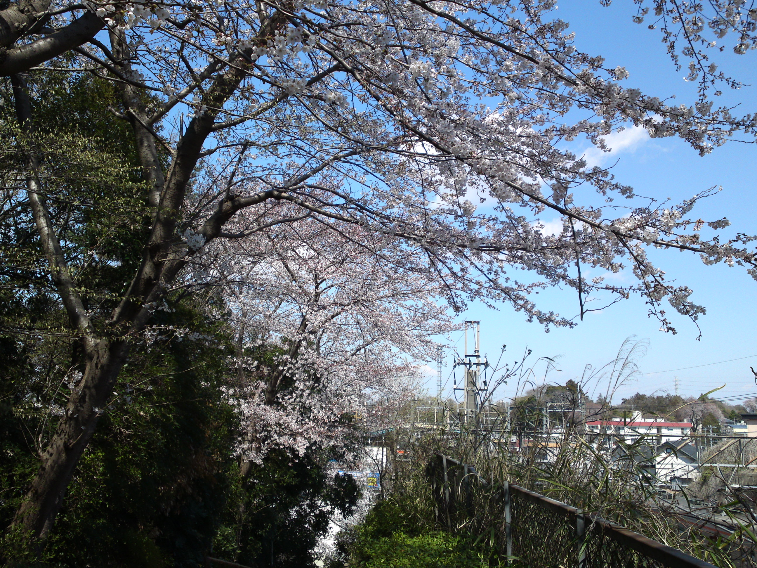 2019年春万葉植物園前の桜並木９