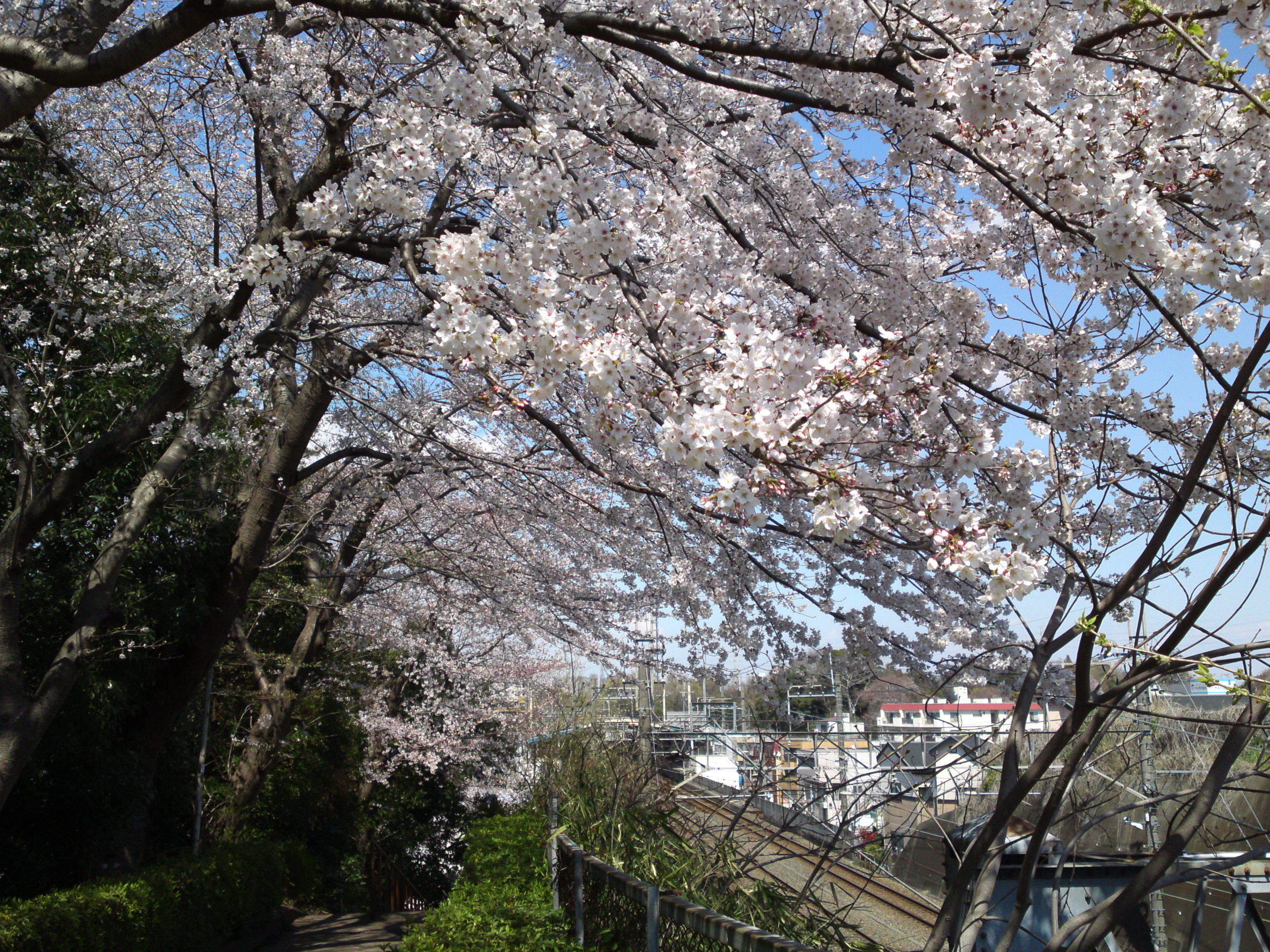 2019年春万葉植物園前の桜並木１０