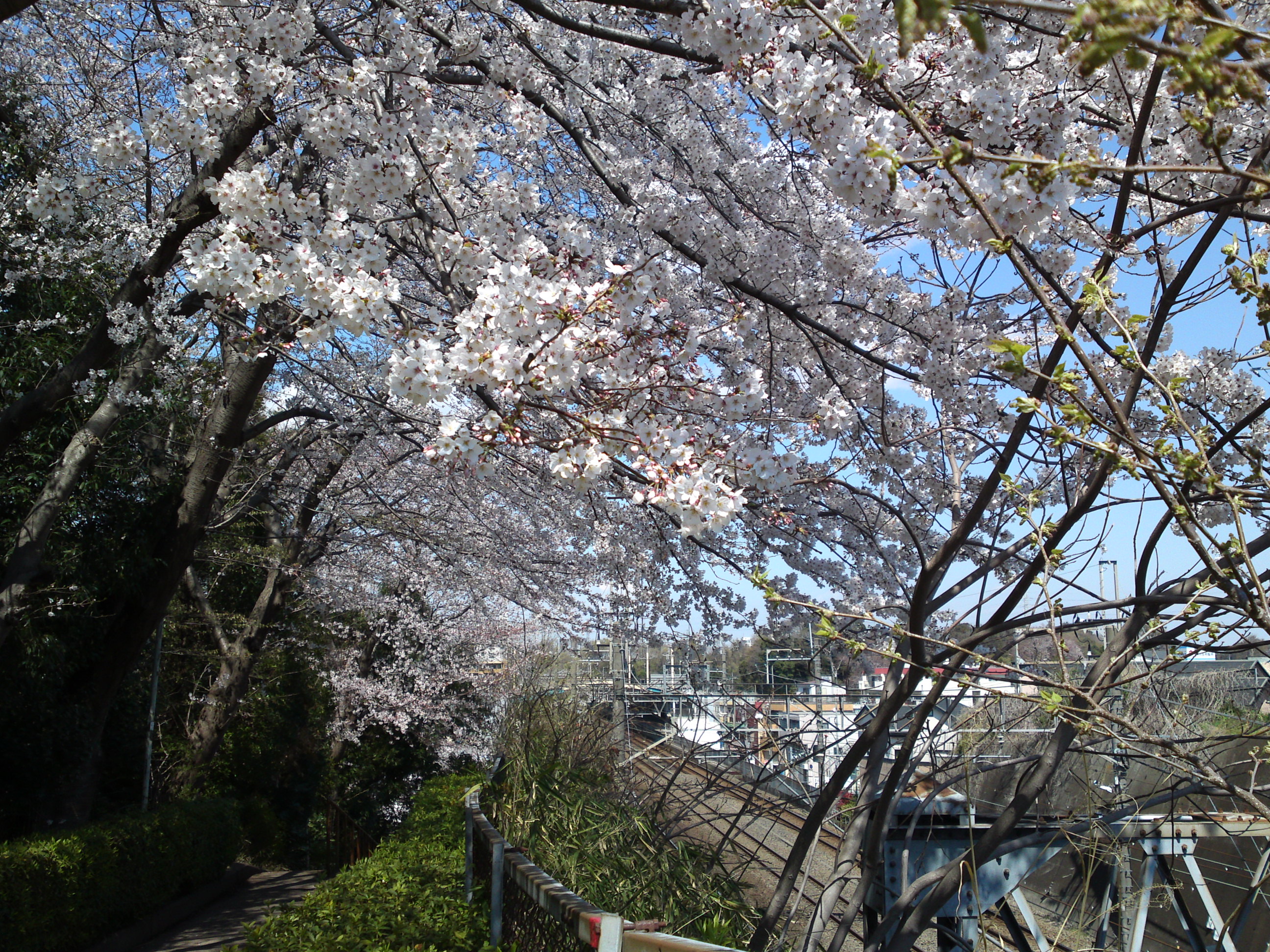 2019年春万葉植物園前の桜並木１１