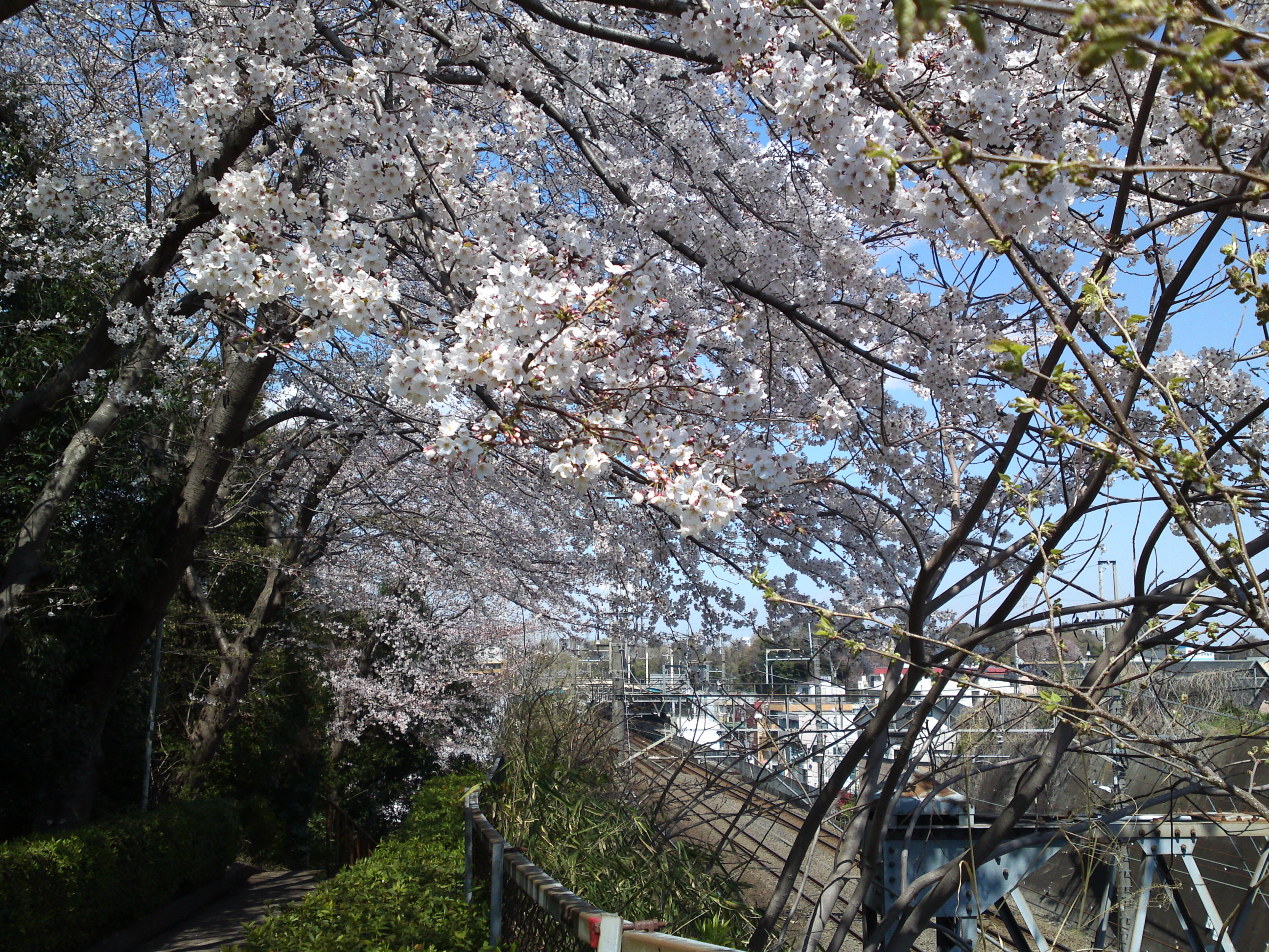 2019年春万葉植物園前の桜並木１１