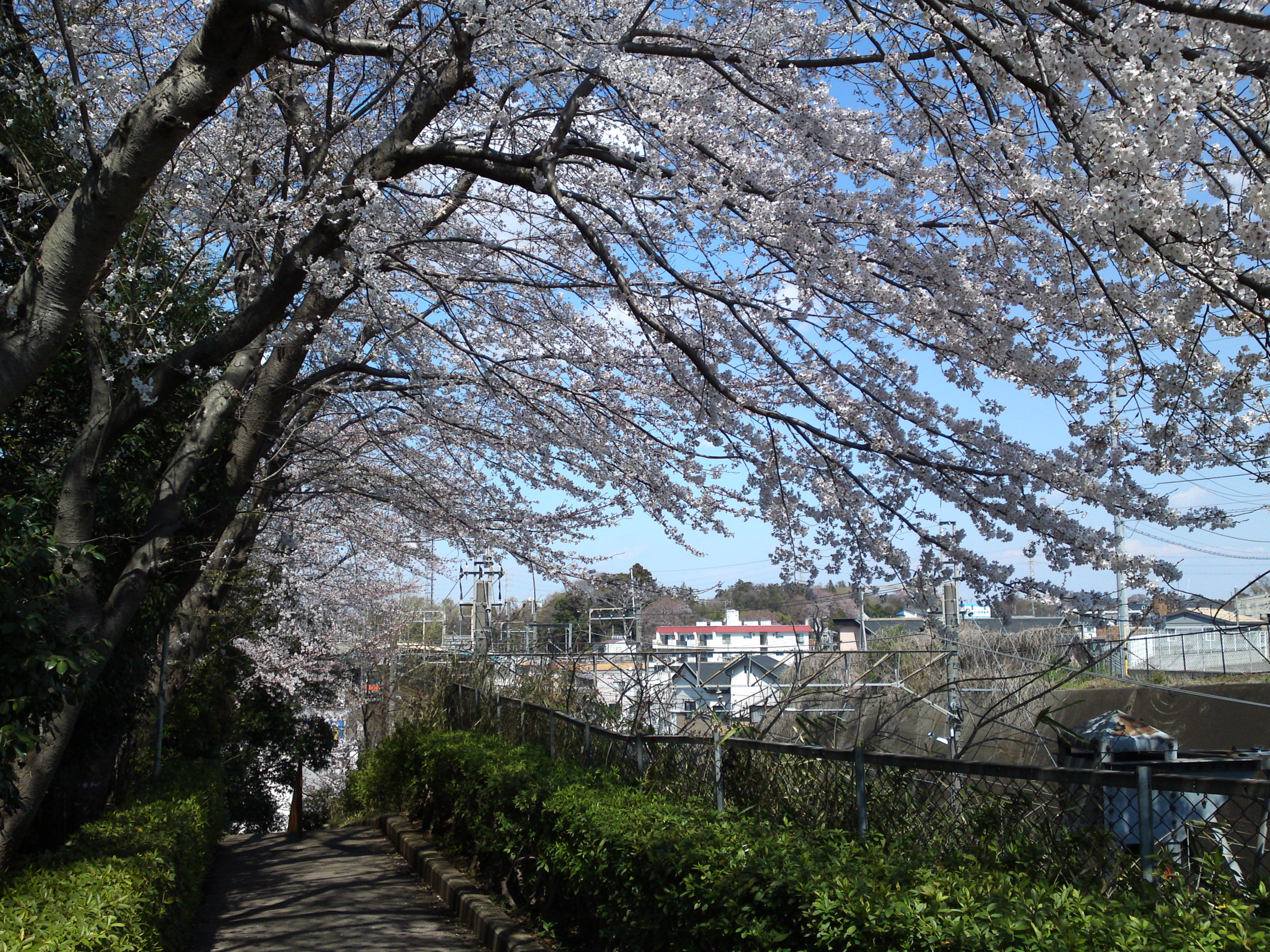 2019年春万葉植物園前の桜並木１２
