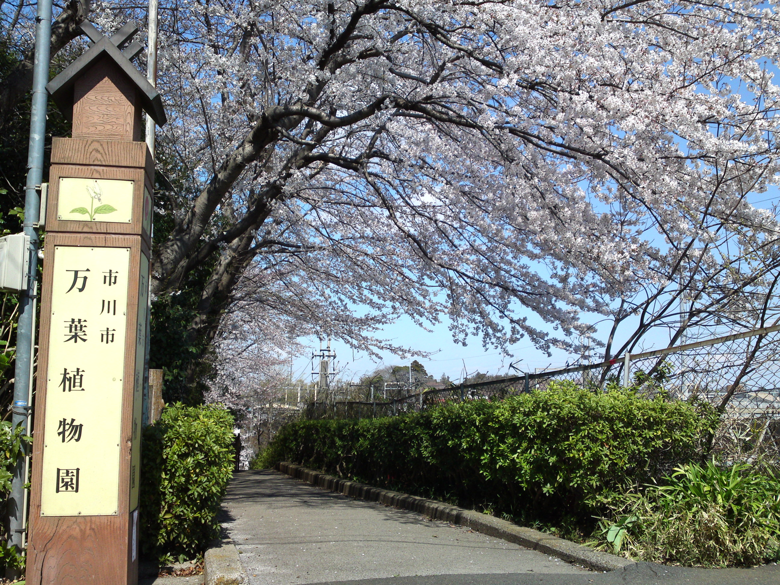 2019年春万葉植物園前の桜並木１３