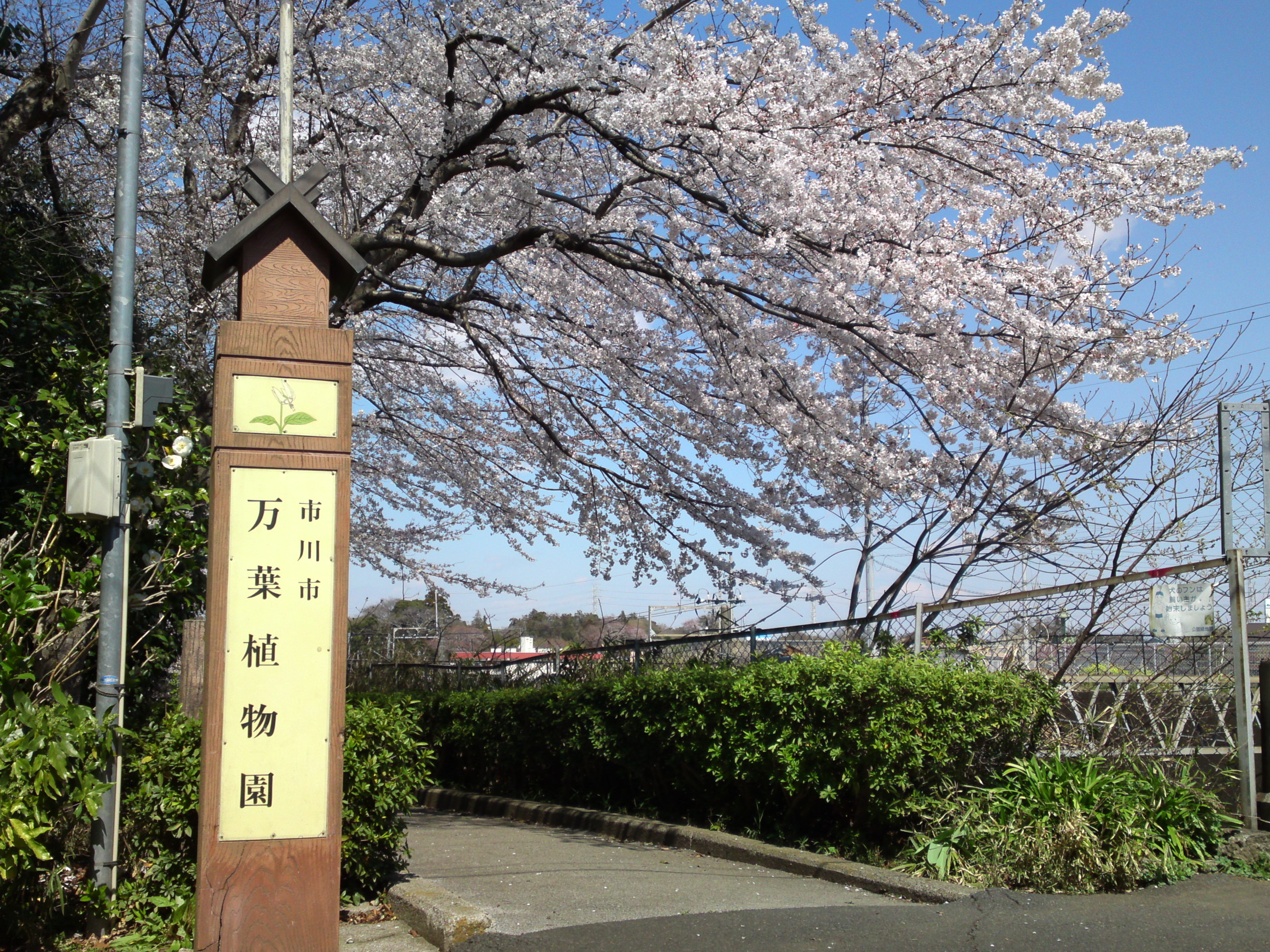 2019年春万葉植物園前の桜並木１４