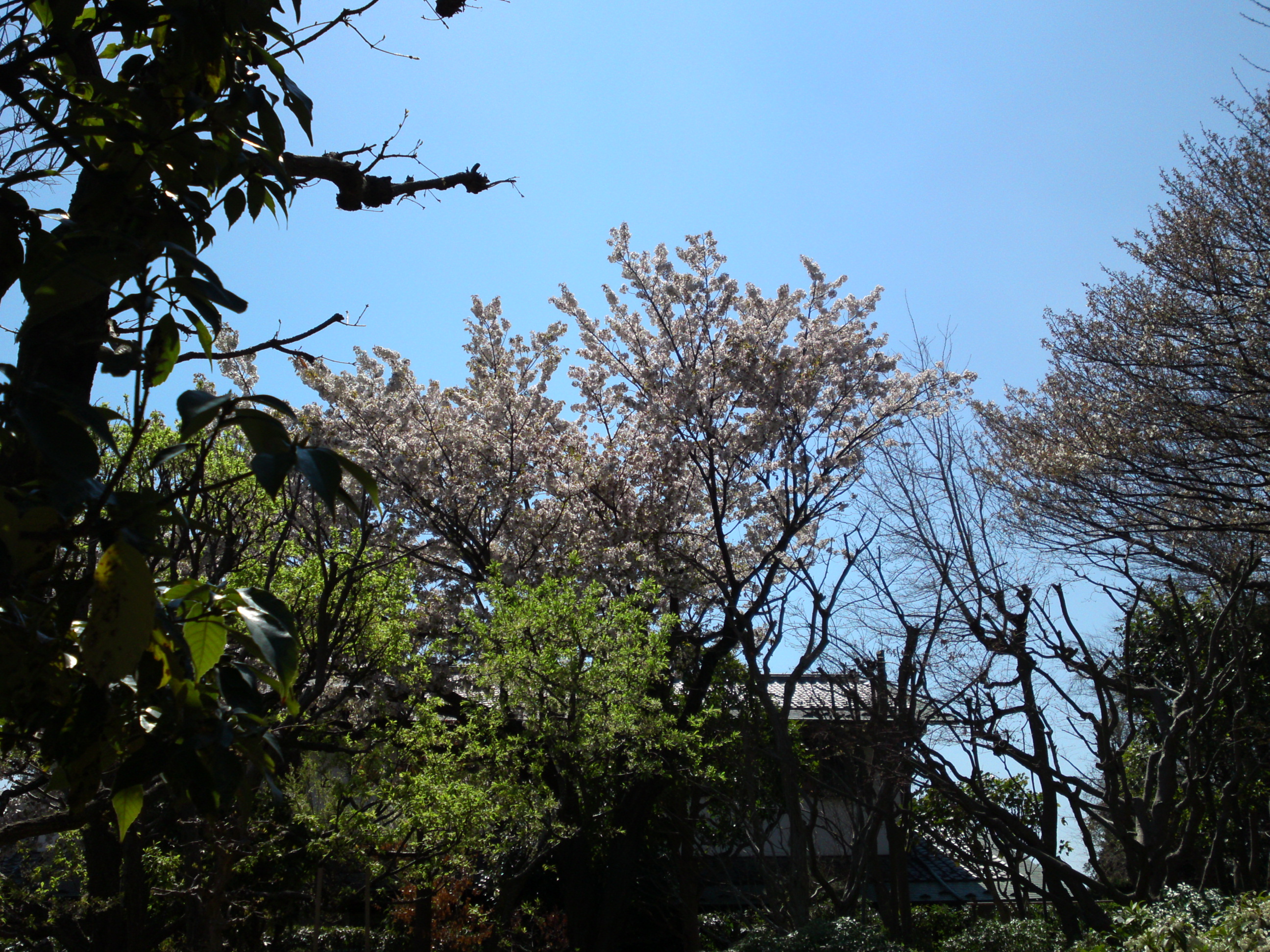 2019年春万葉植物園に咲く山桜１