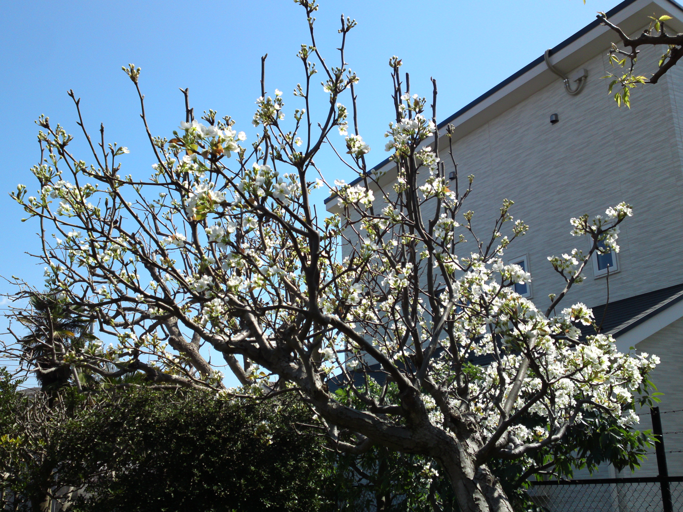 2019年万葉植物園に咲く白梅の花１