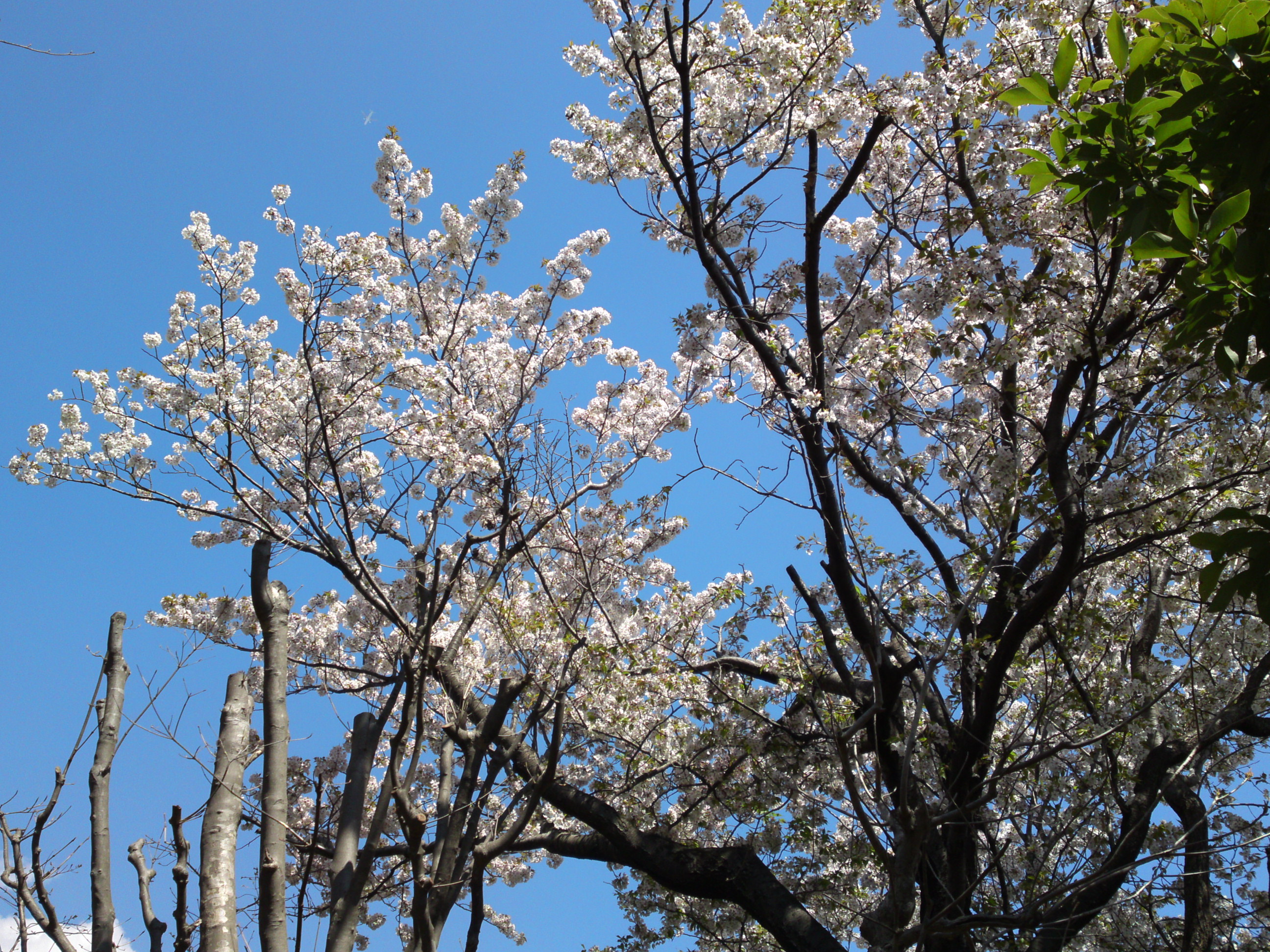 2019年春万葉植物園に咲く山桜２