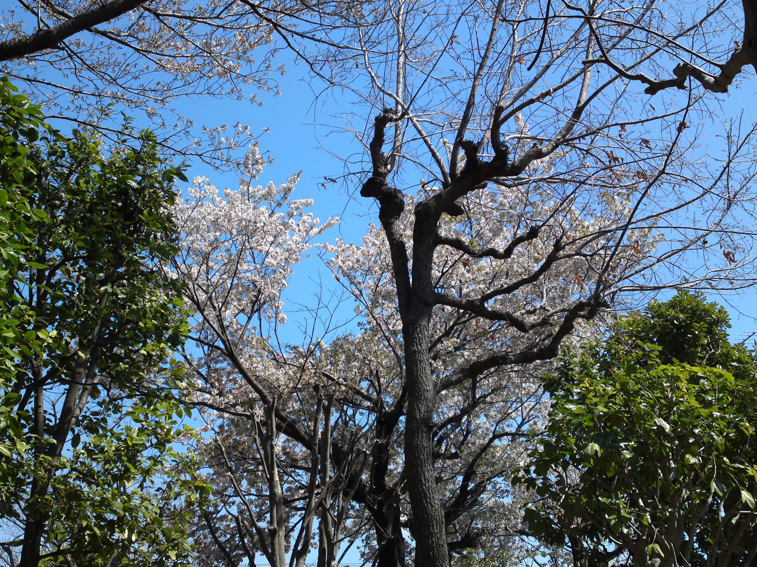 2019年春万葉植物園に咲く山桜３