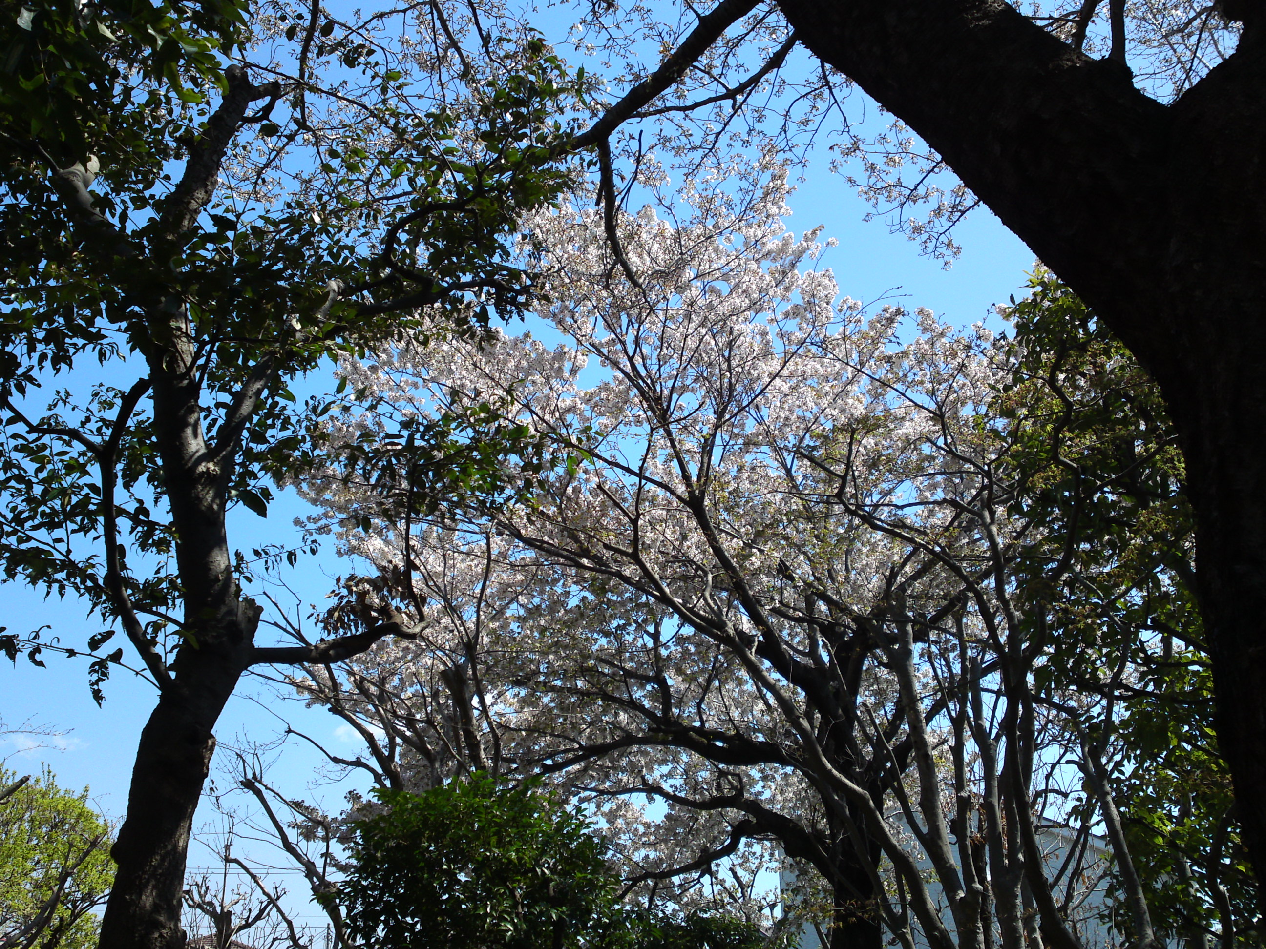 2019年春万葉植物園に咲く山桜４