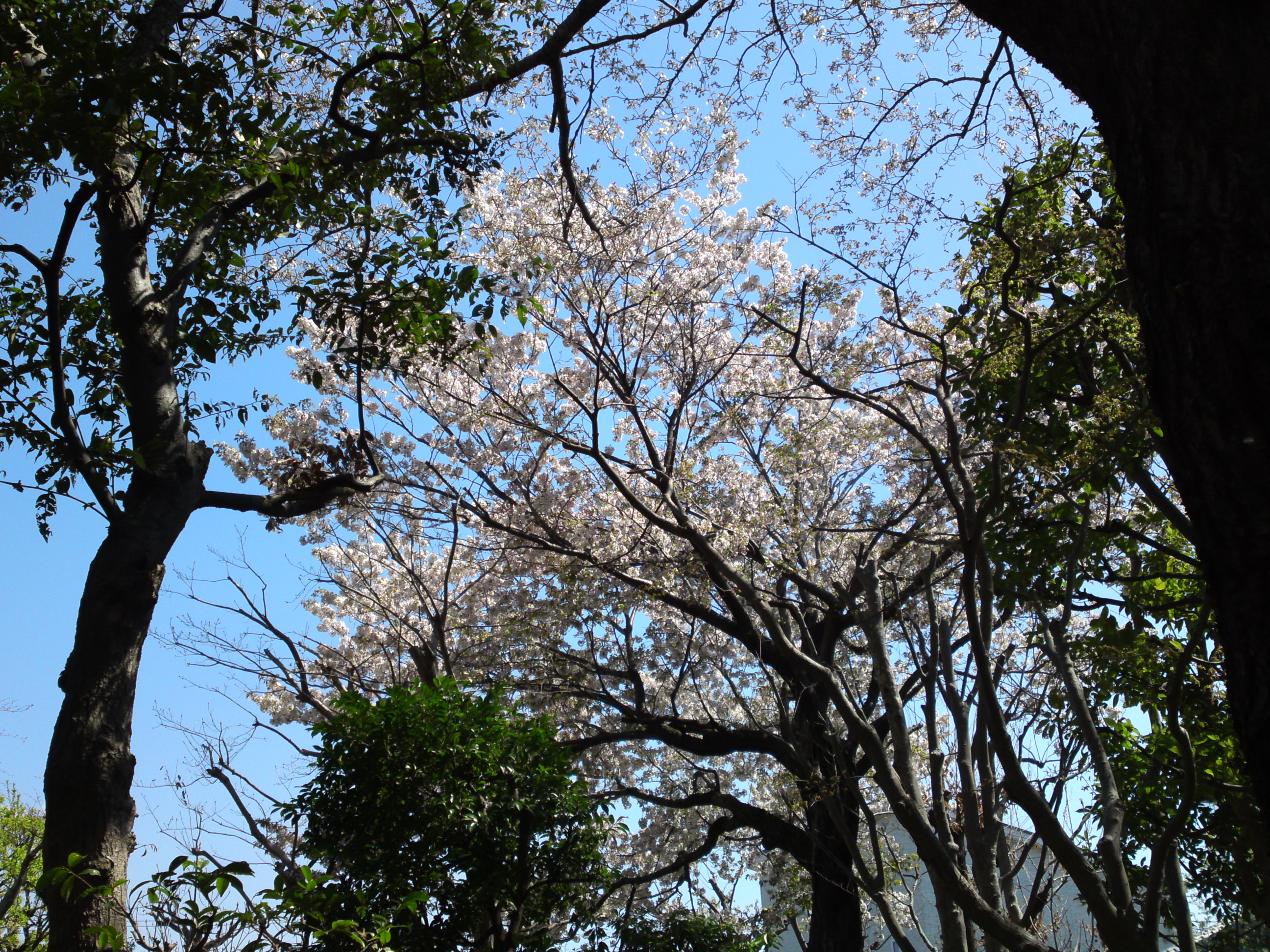 2019年春万葉植物園に咲く山桜５