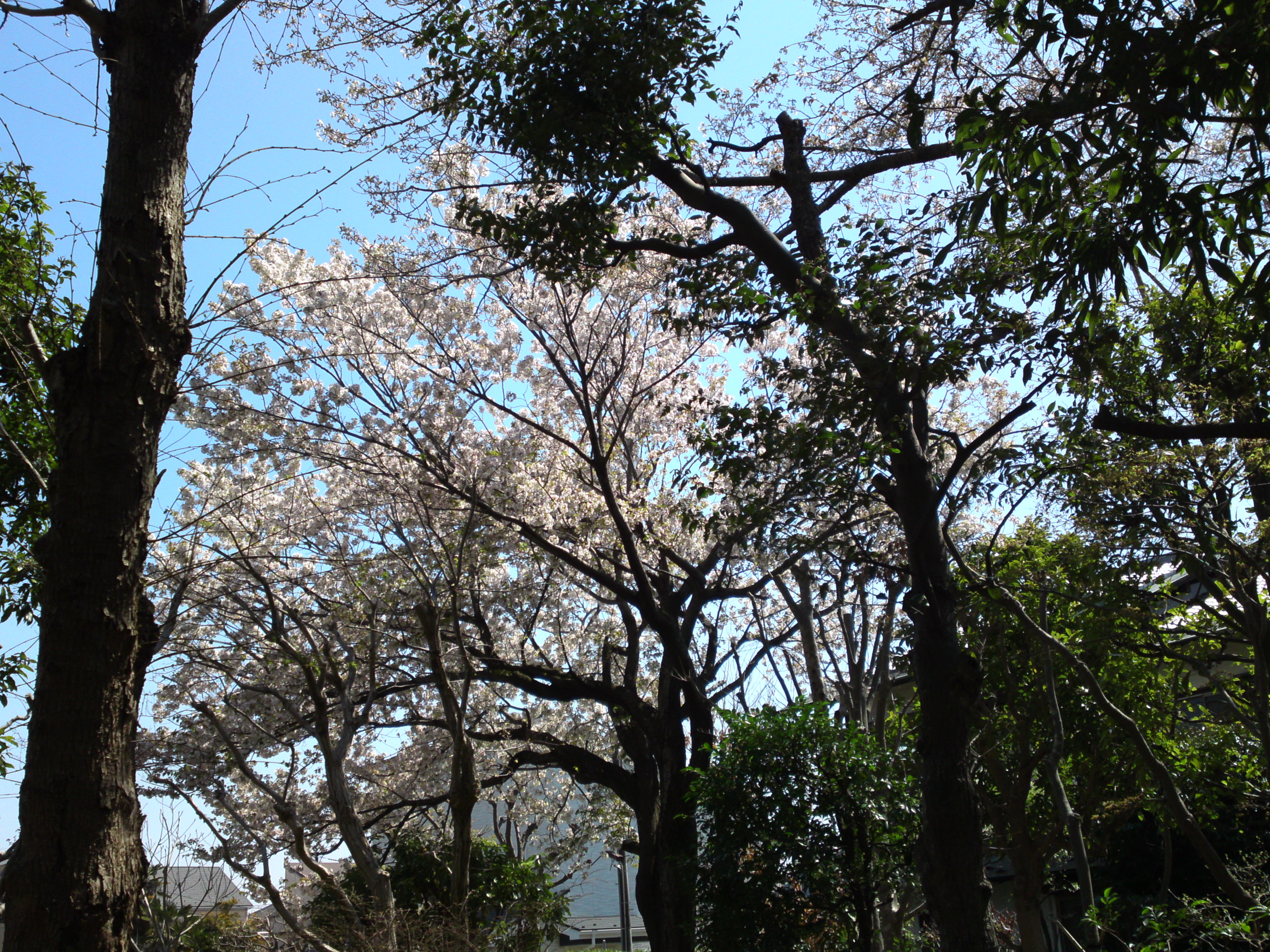 2019年春万葉植物園に咲く山桜６