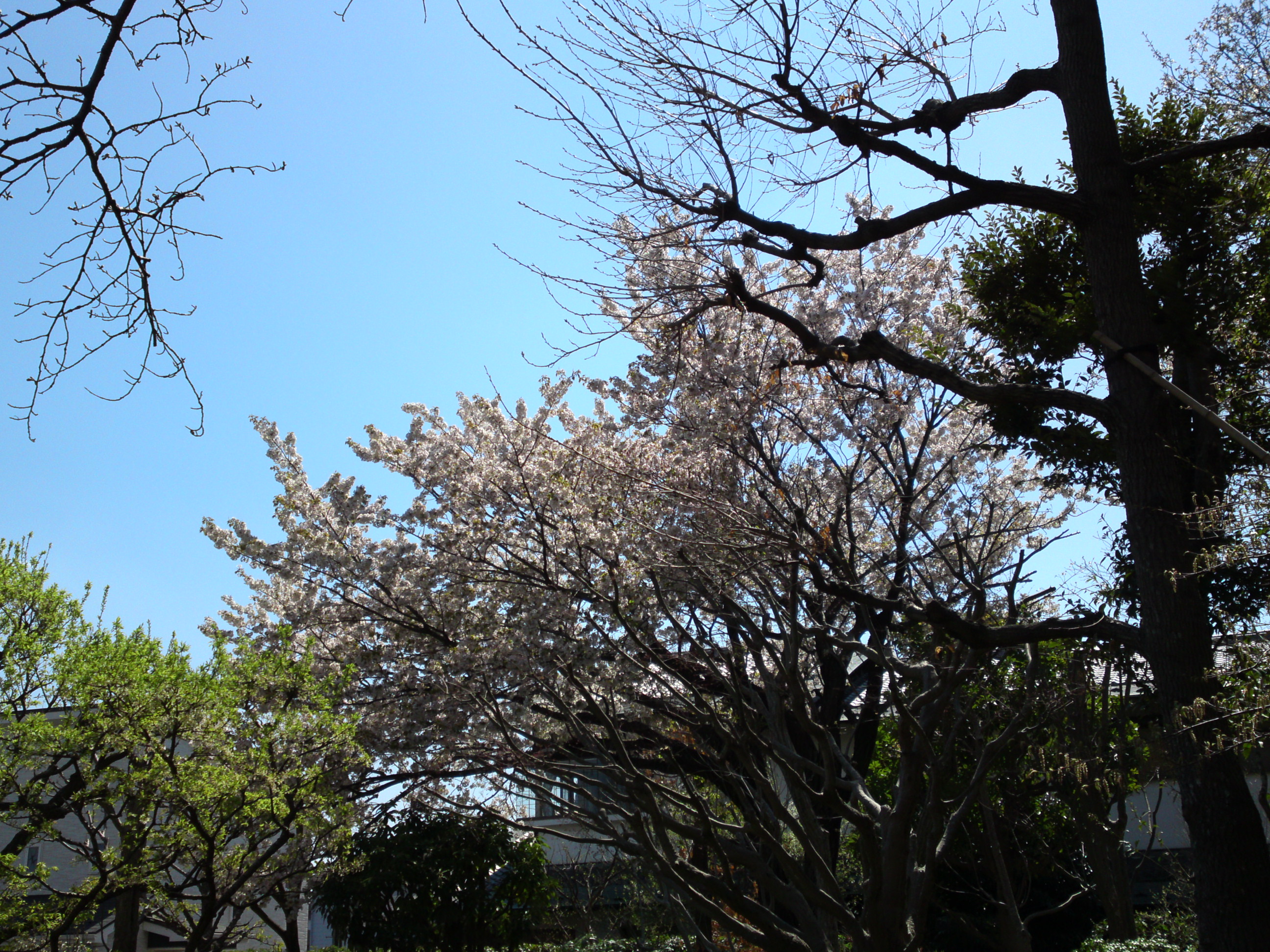 2019年春万葉植物園に咲く山桜８