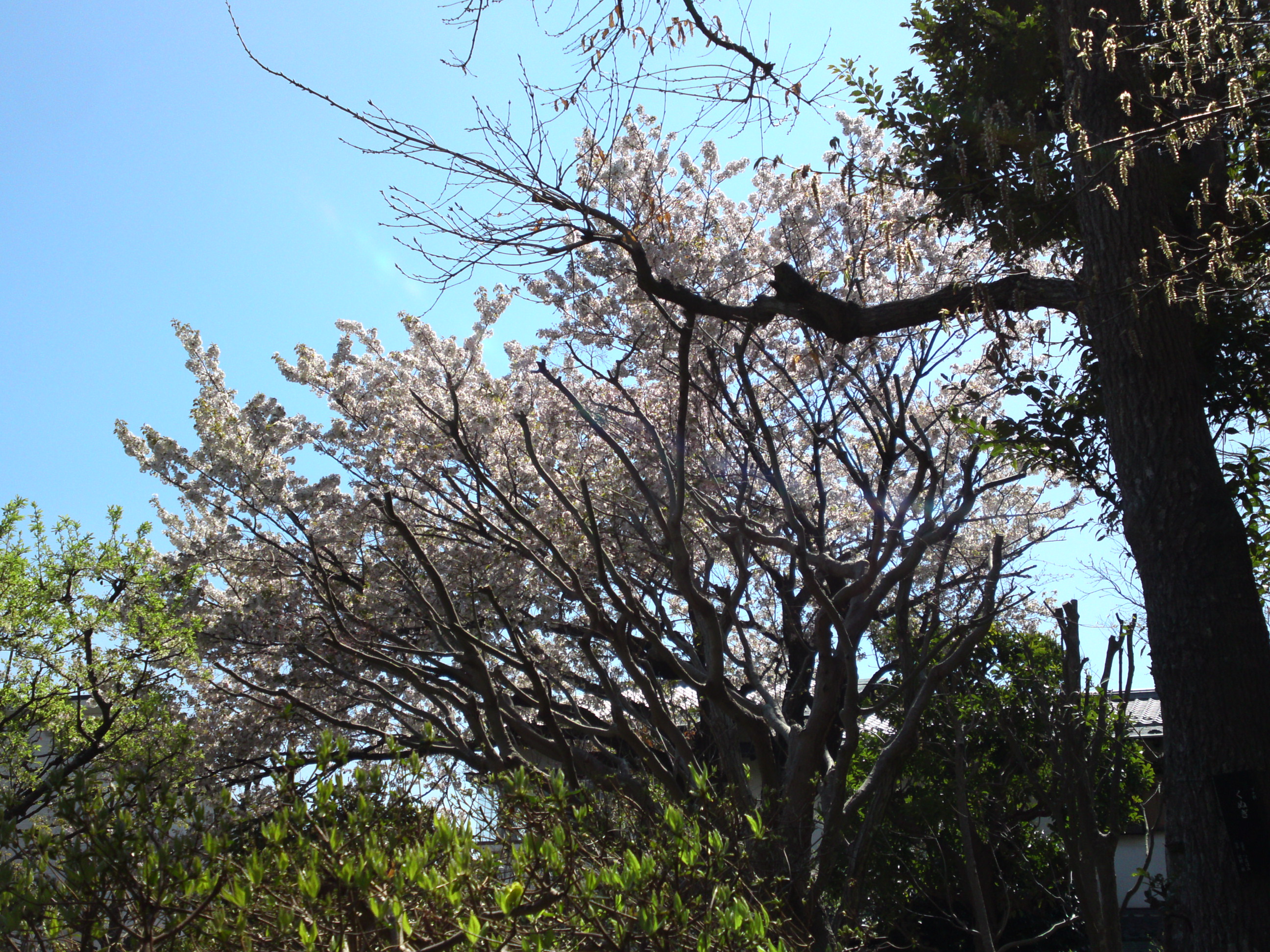 2019年春万葉植物園に咲く山桜９