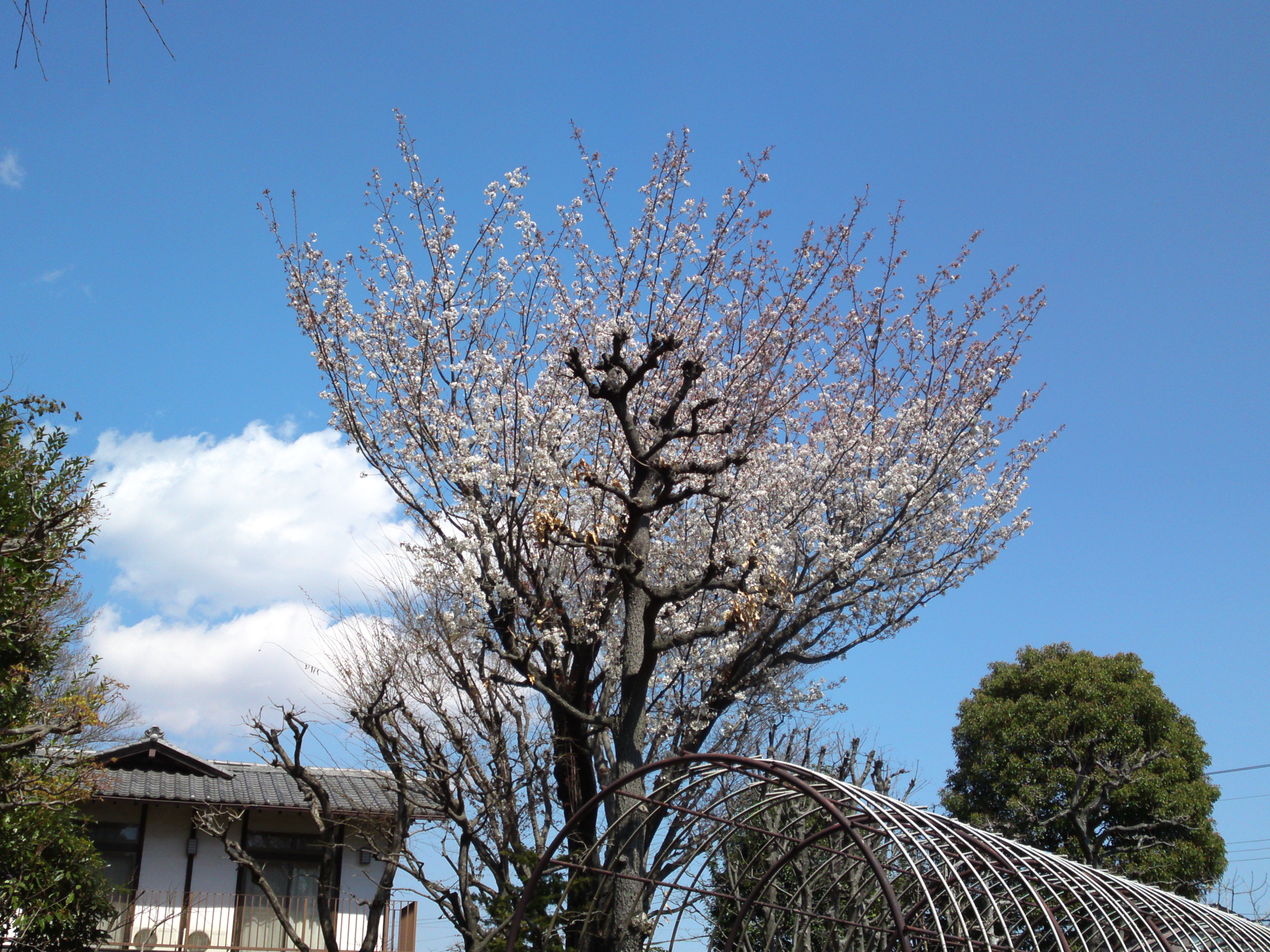 2019年春万葉植物園に咲く山桜１０