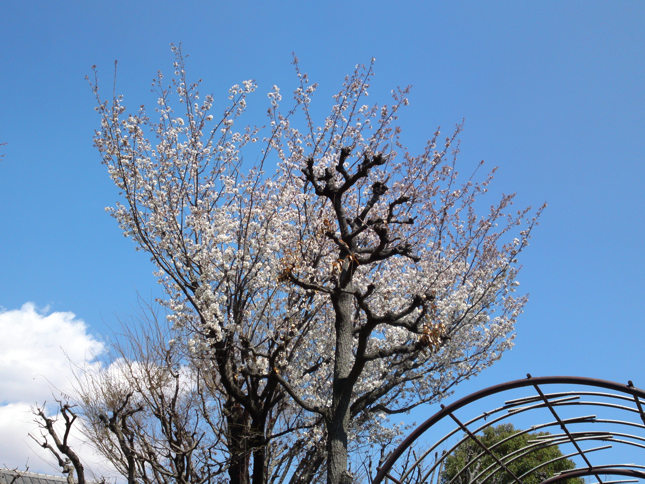 2019年春万葉植物園に咲く山桜１１