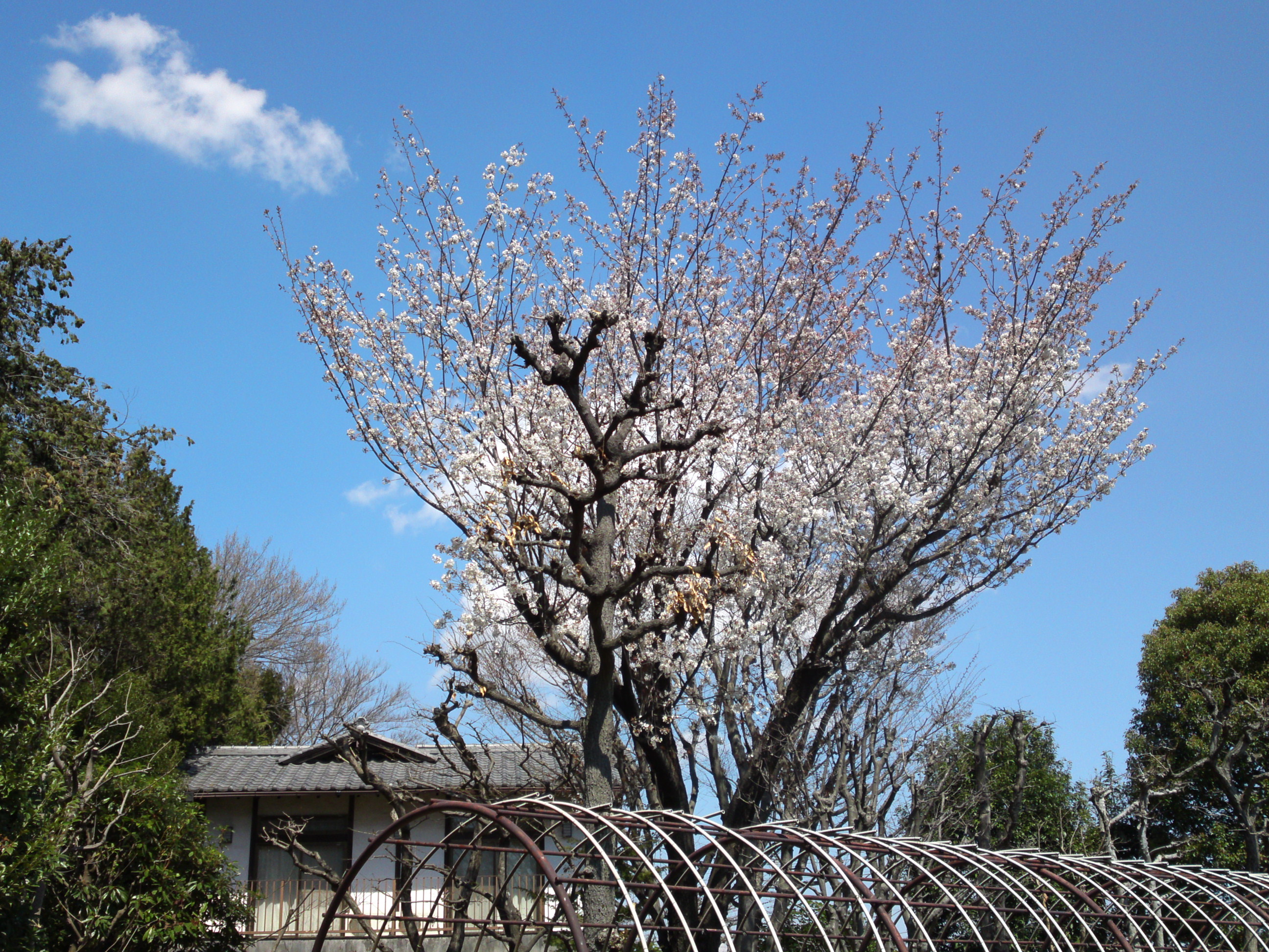 2019年春万葉植物園に咲く山桜１２