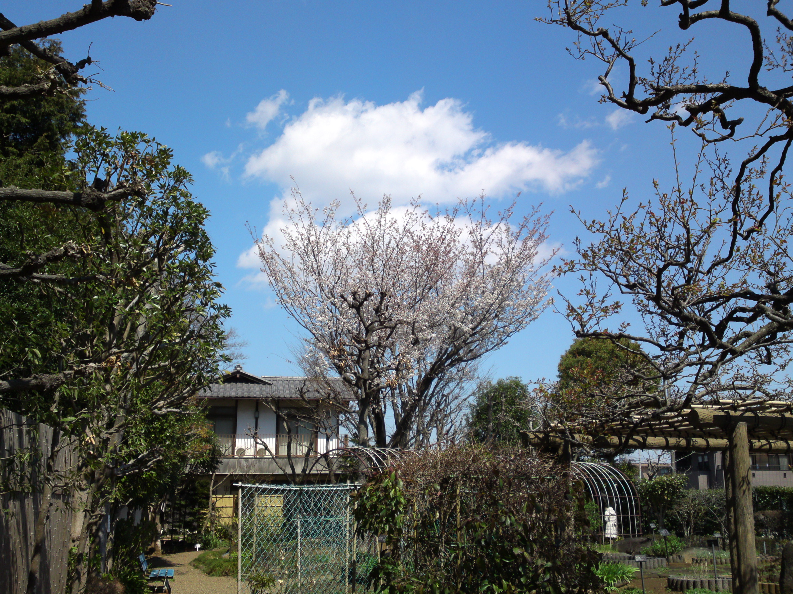 2019年春万葉植物園に咲く山桜１３