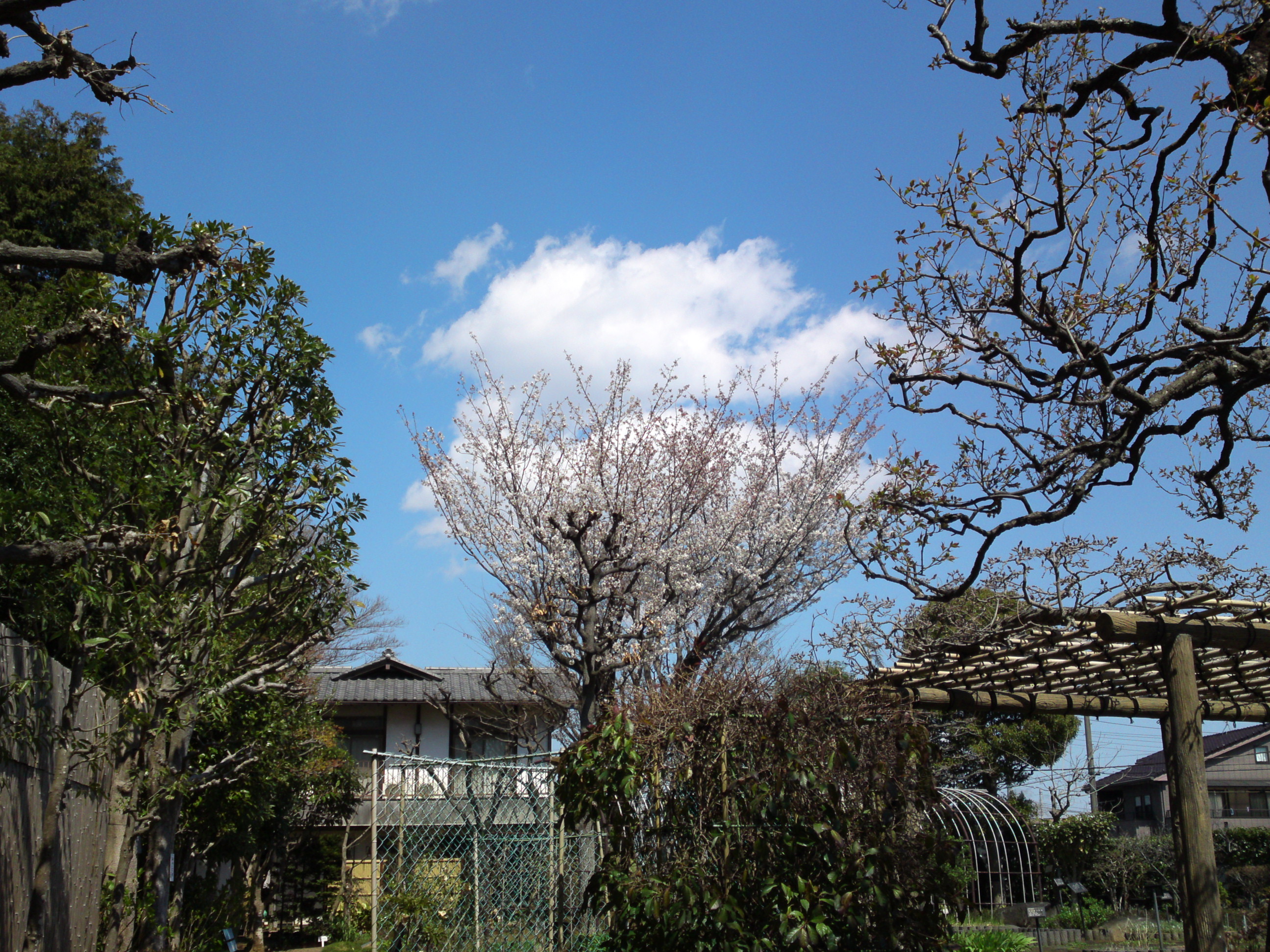 2019年春万葉植物園に咲く山桜１４