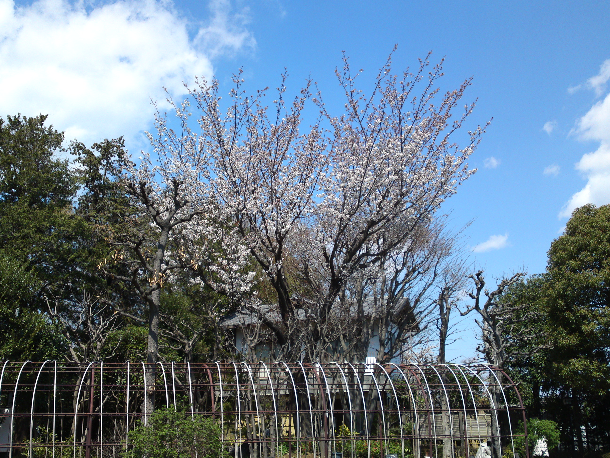 2019年春万葉植物園に咲く山桜１５