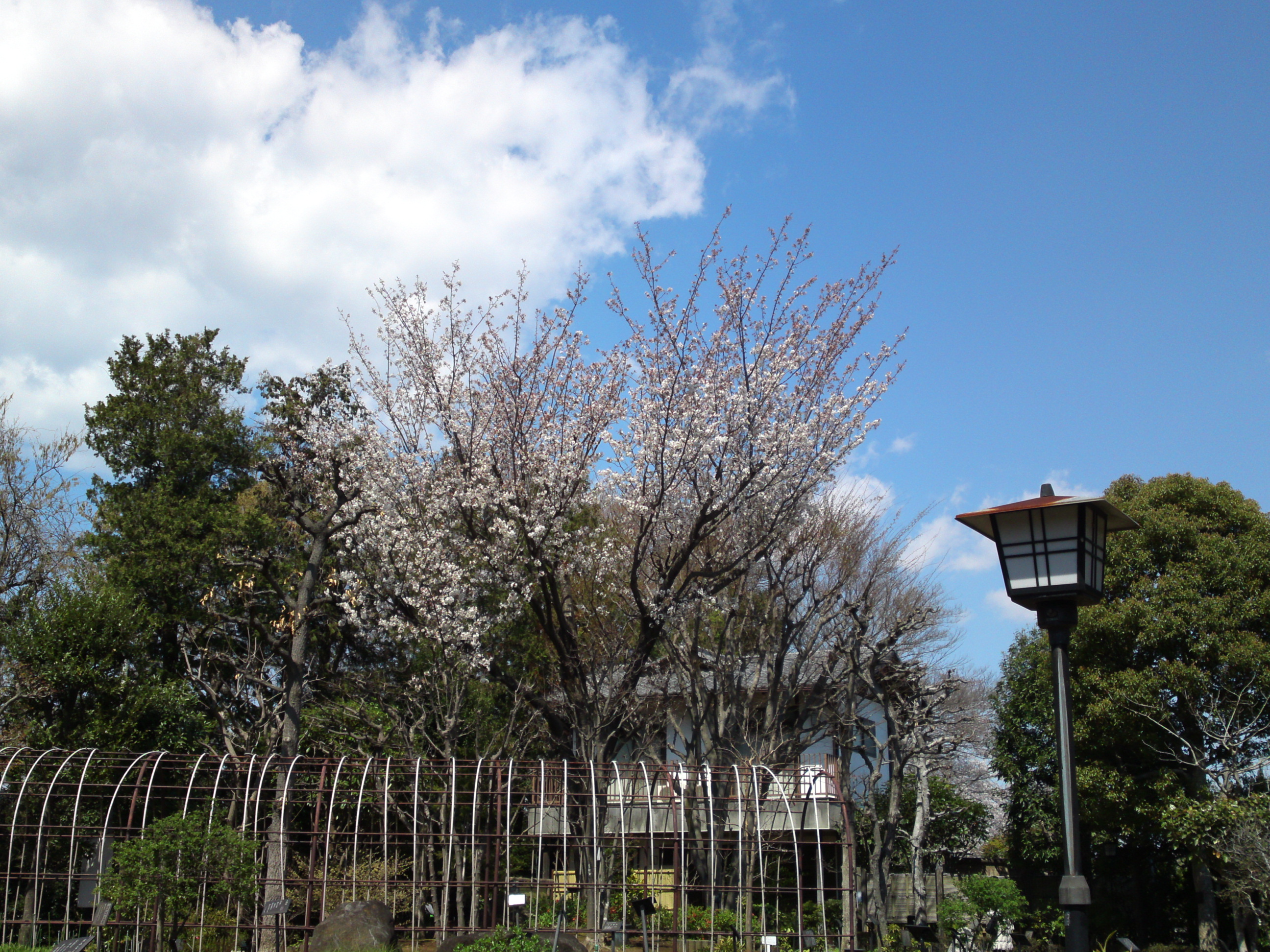 2019年春万葉植物園に咲く山桜１６