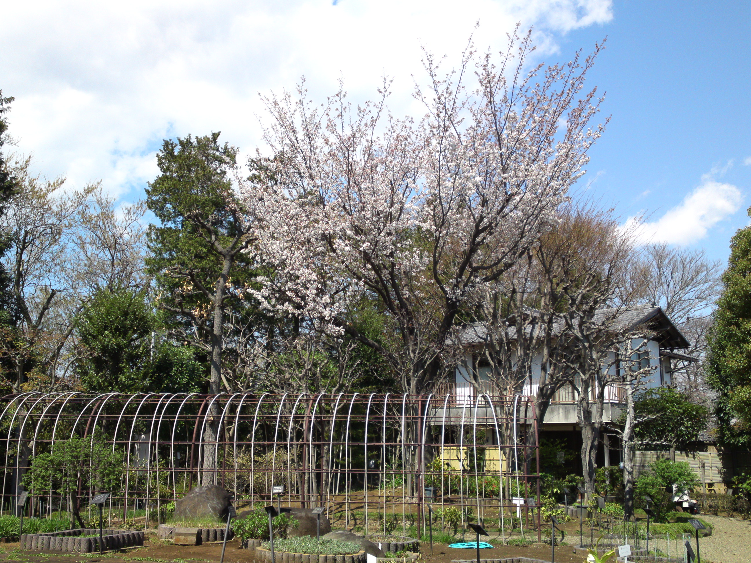 2019年春万葉植物園に咲く山桜１７
