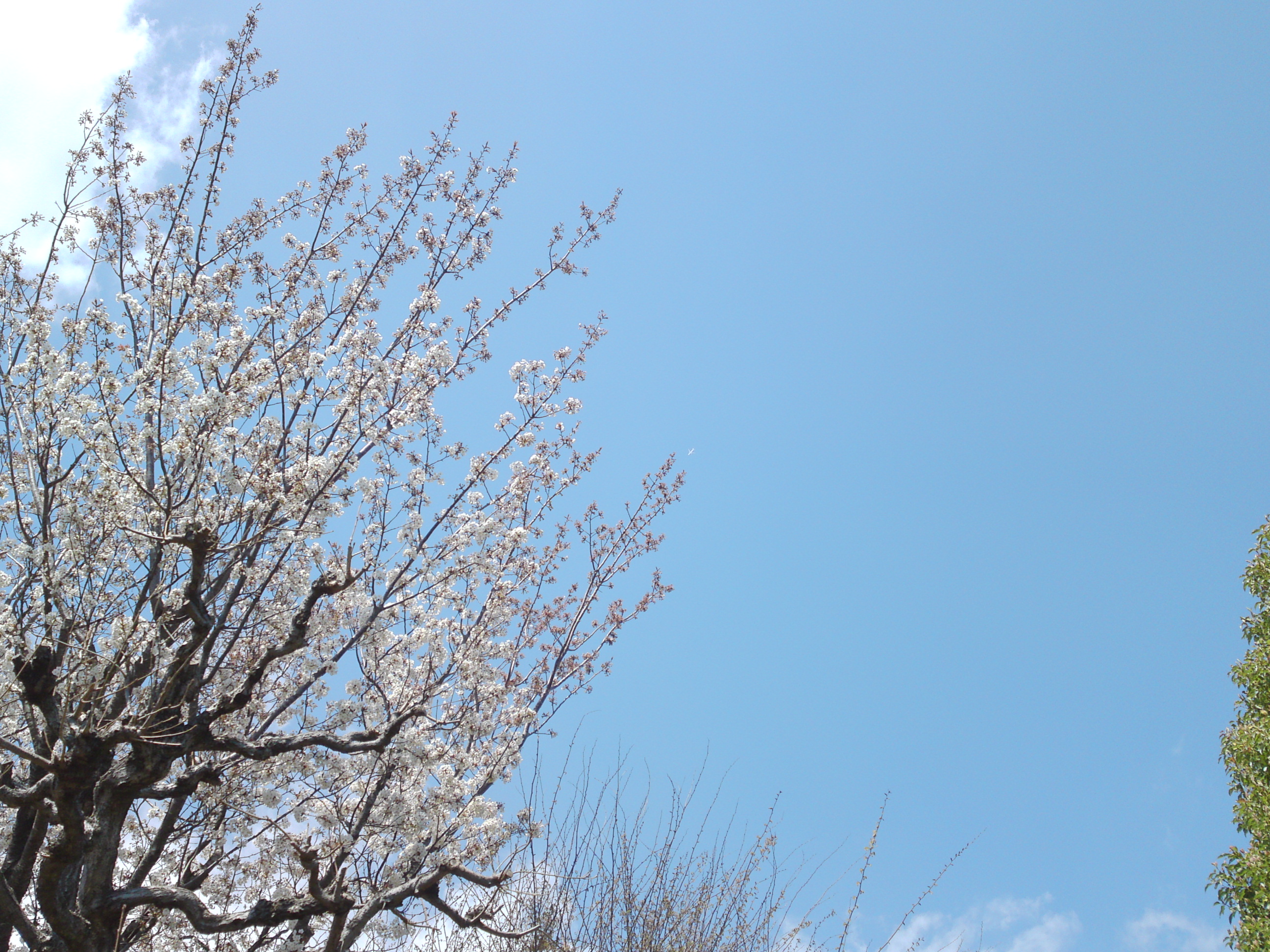 2019年春万葉植物園に咲く山桜１８