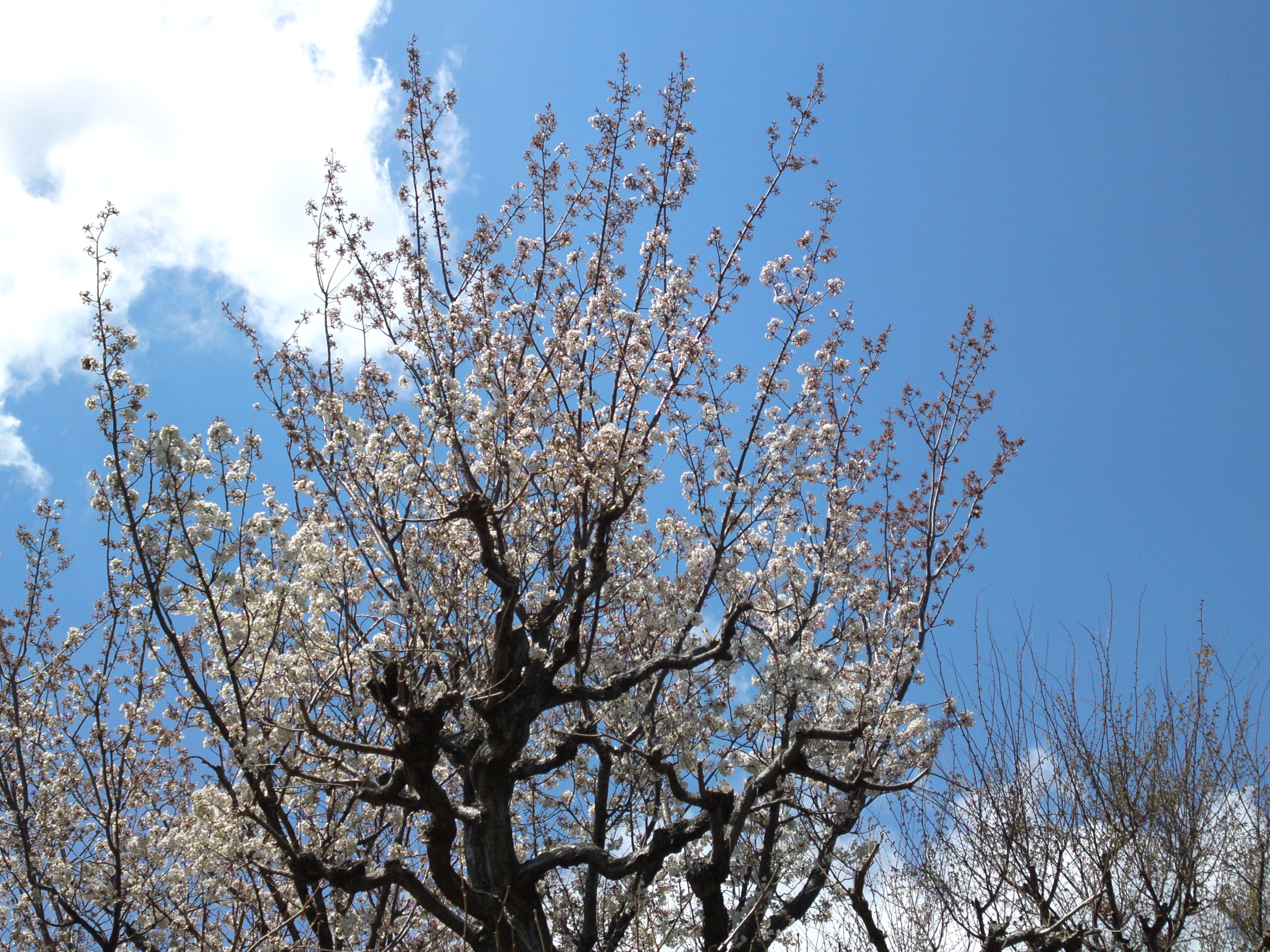2019年春万葉植物園に咲く山桜１９