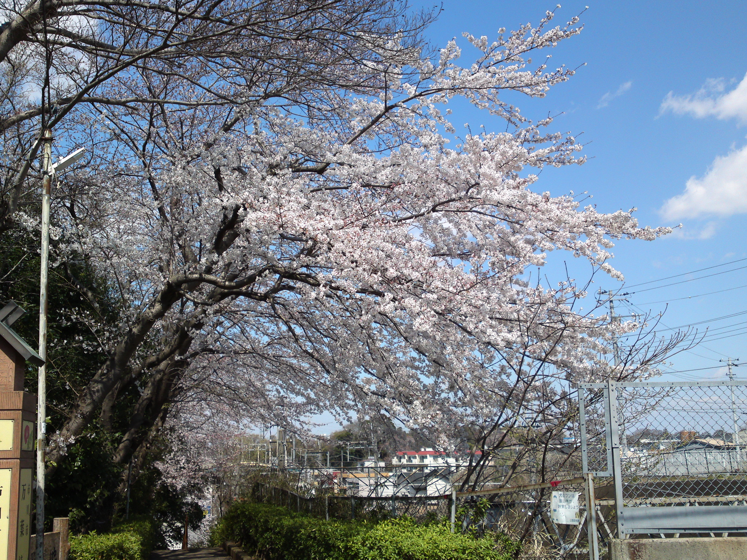 2019年春万葉植物園前の桜並木１５