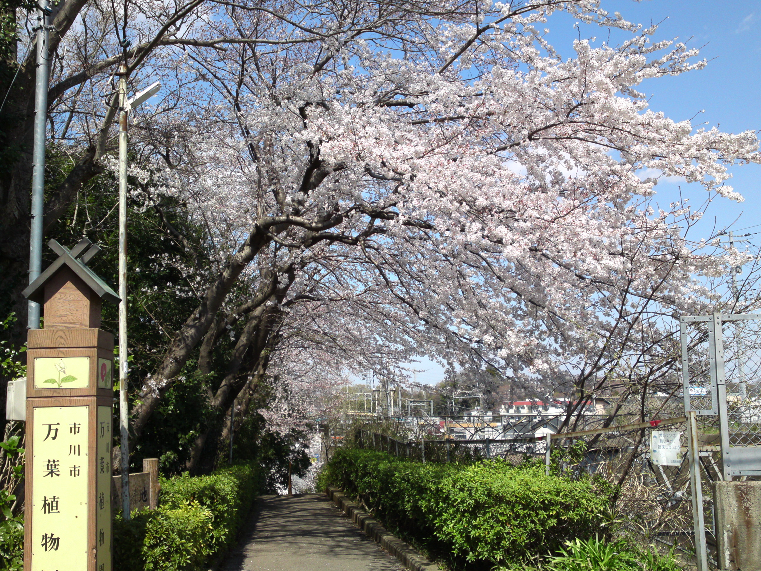2019年春万葉植物園前の桜並木１６