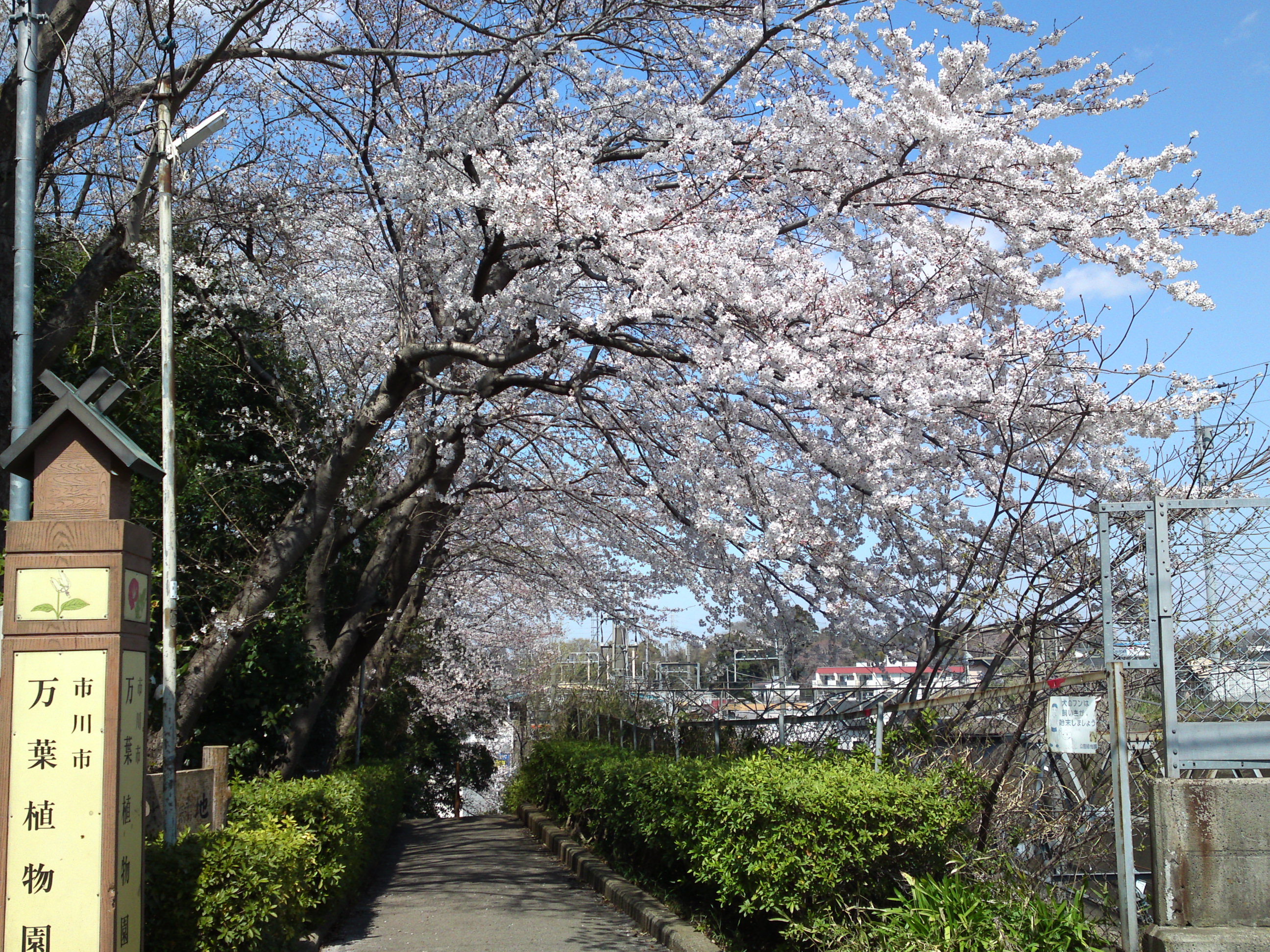 2019年春万葉植物園前の桜並木１７