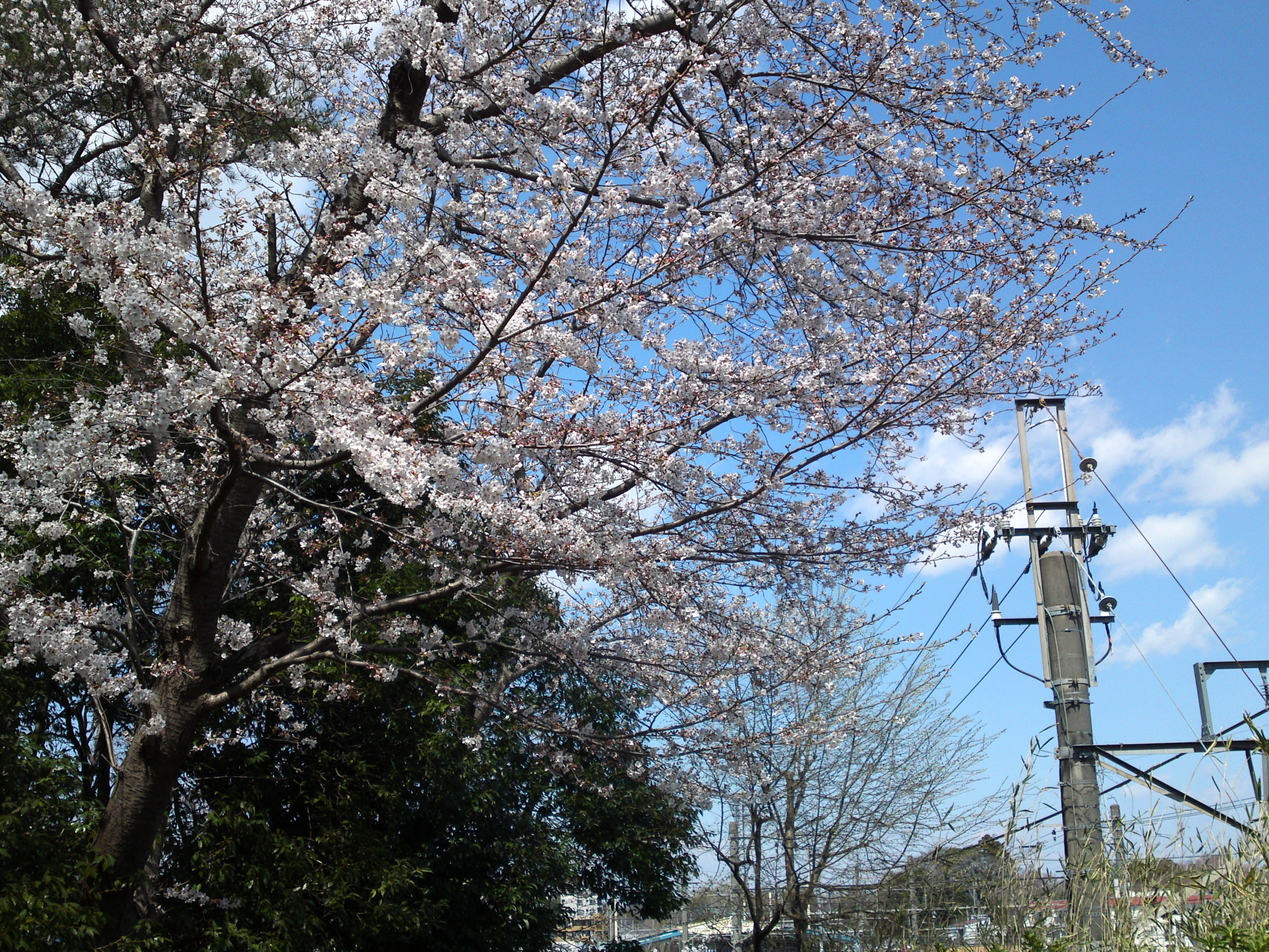 2019年春万葉植物園前の桜並木１８