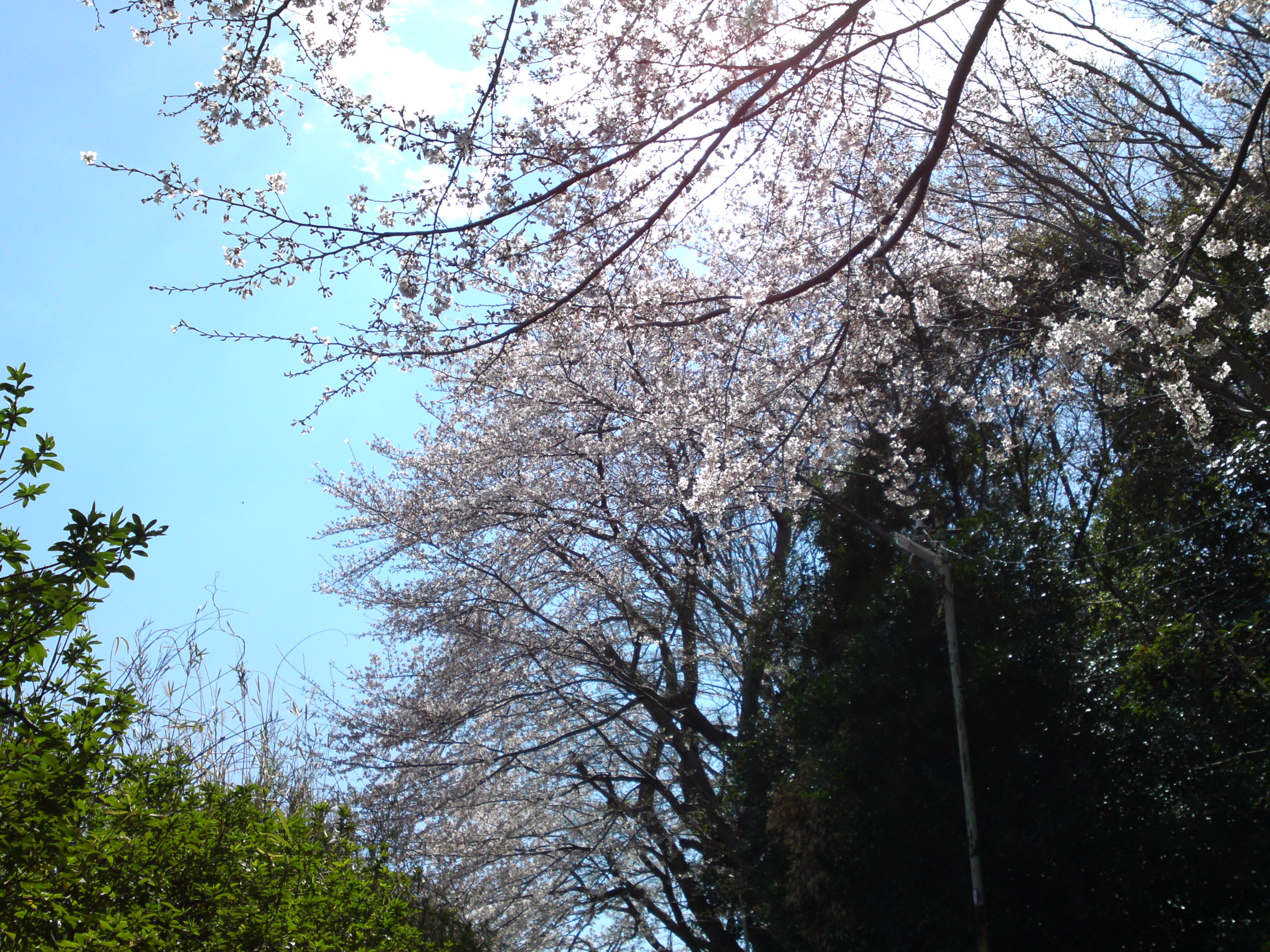 2019年春万葉植物園前の桜並木１９