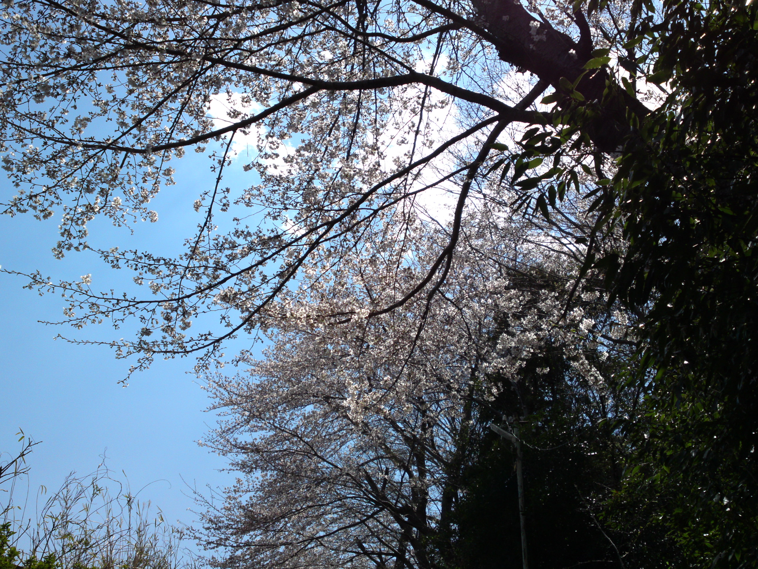 2019年春万葉植物園前の桜並木２０