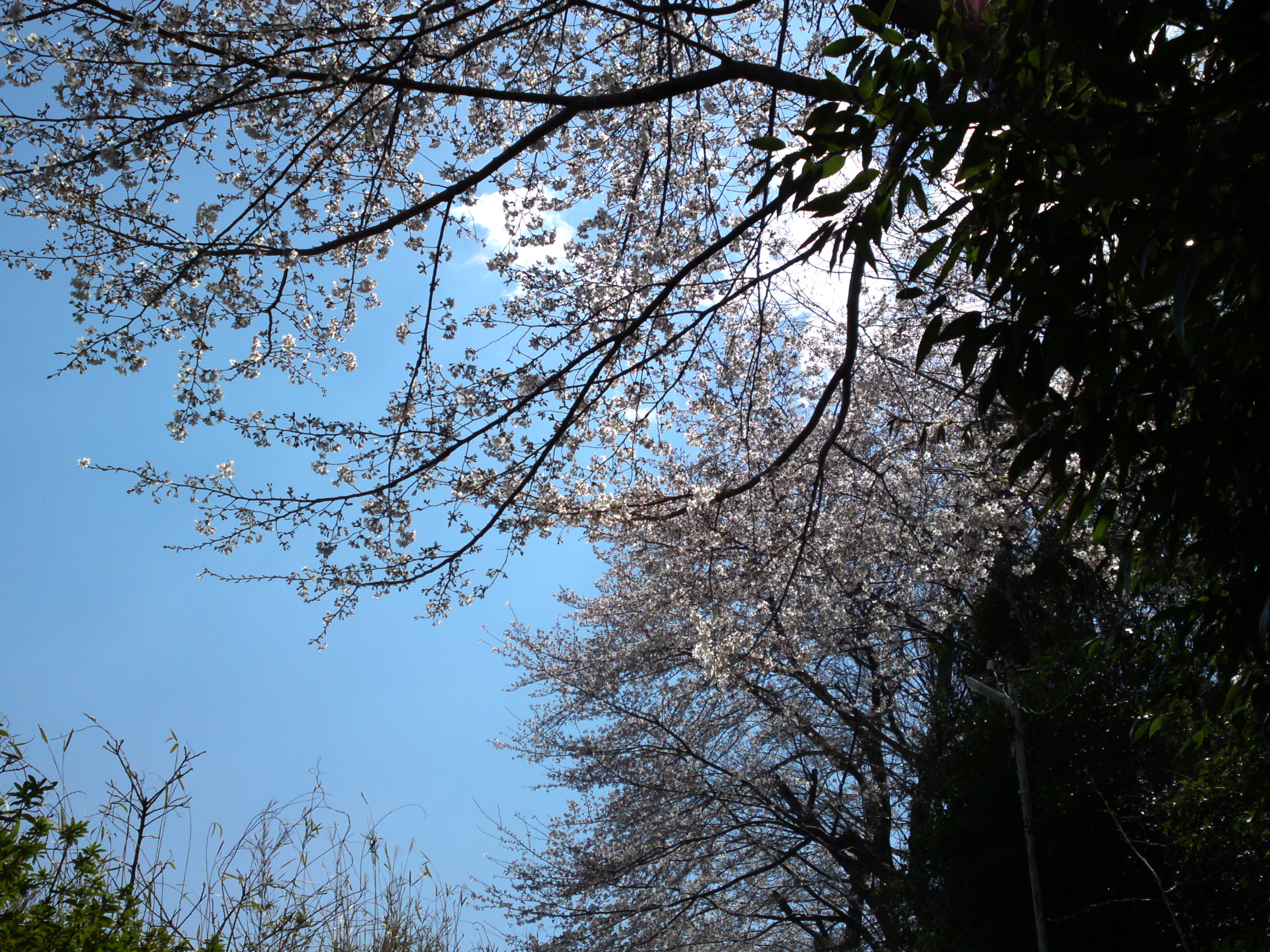 2019年春万葉植物園前の桜並木２１