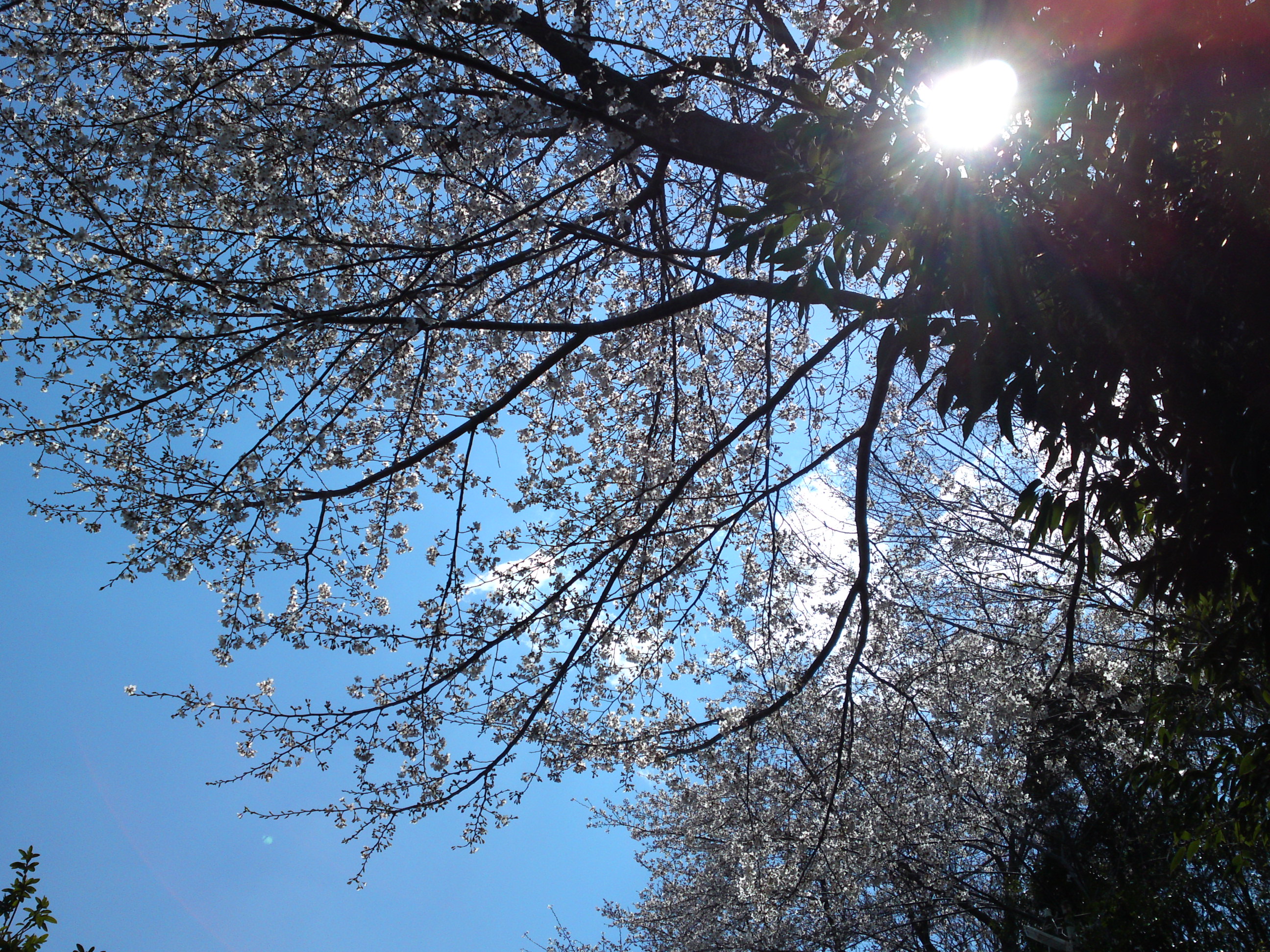 2019年春万葉植物園前の桜並木２２