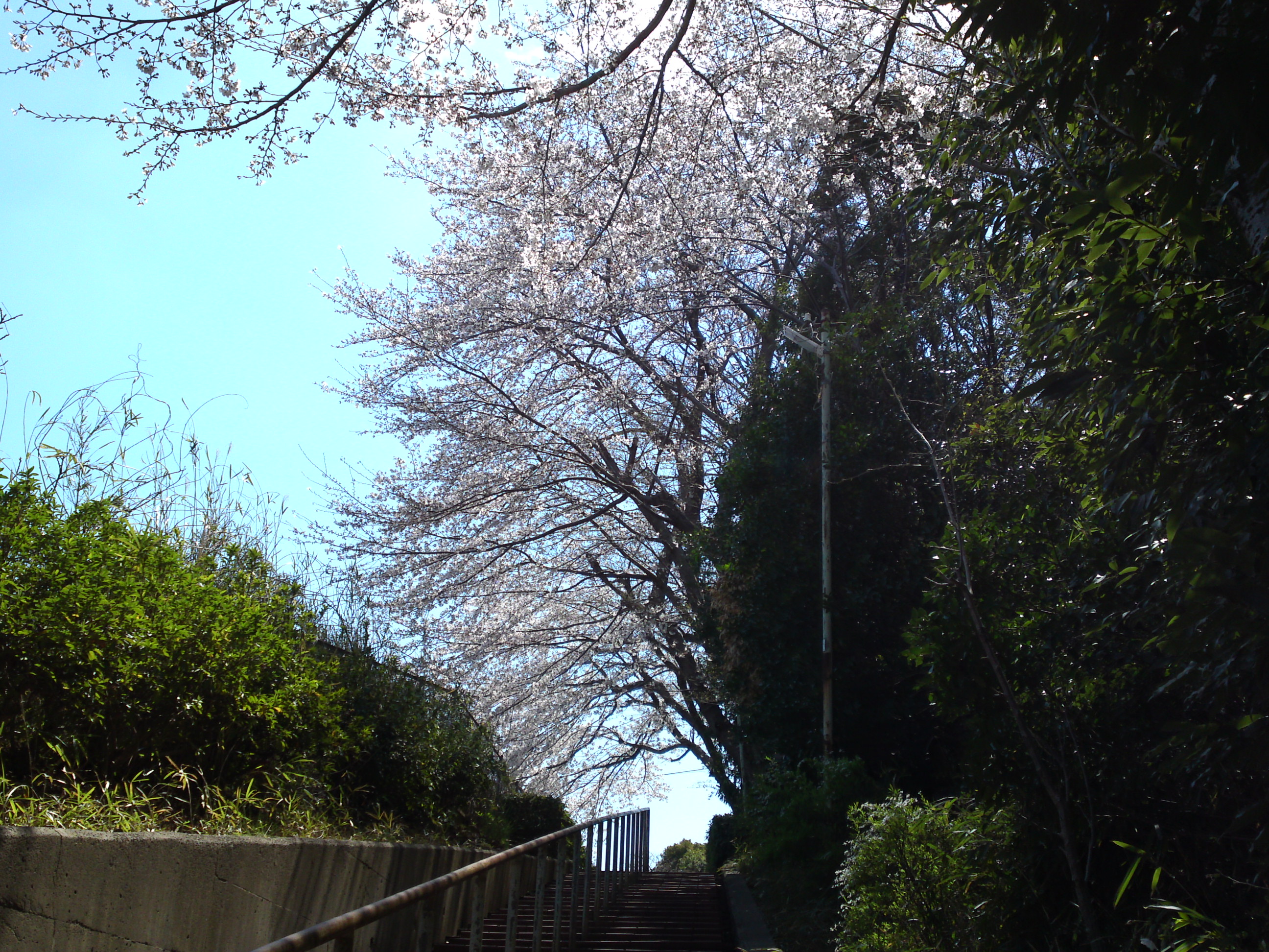 2019年春万葉植物園前の桜並木２３