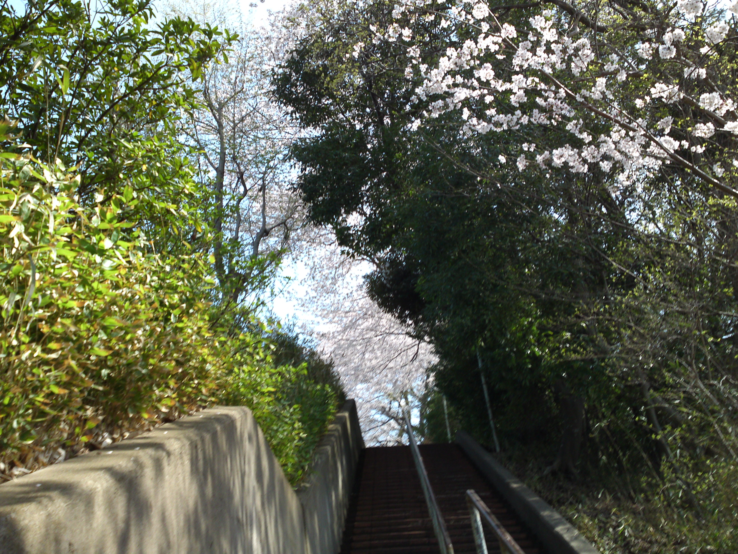 2019年万葉植物園前満開の桜並木１