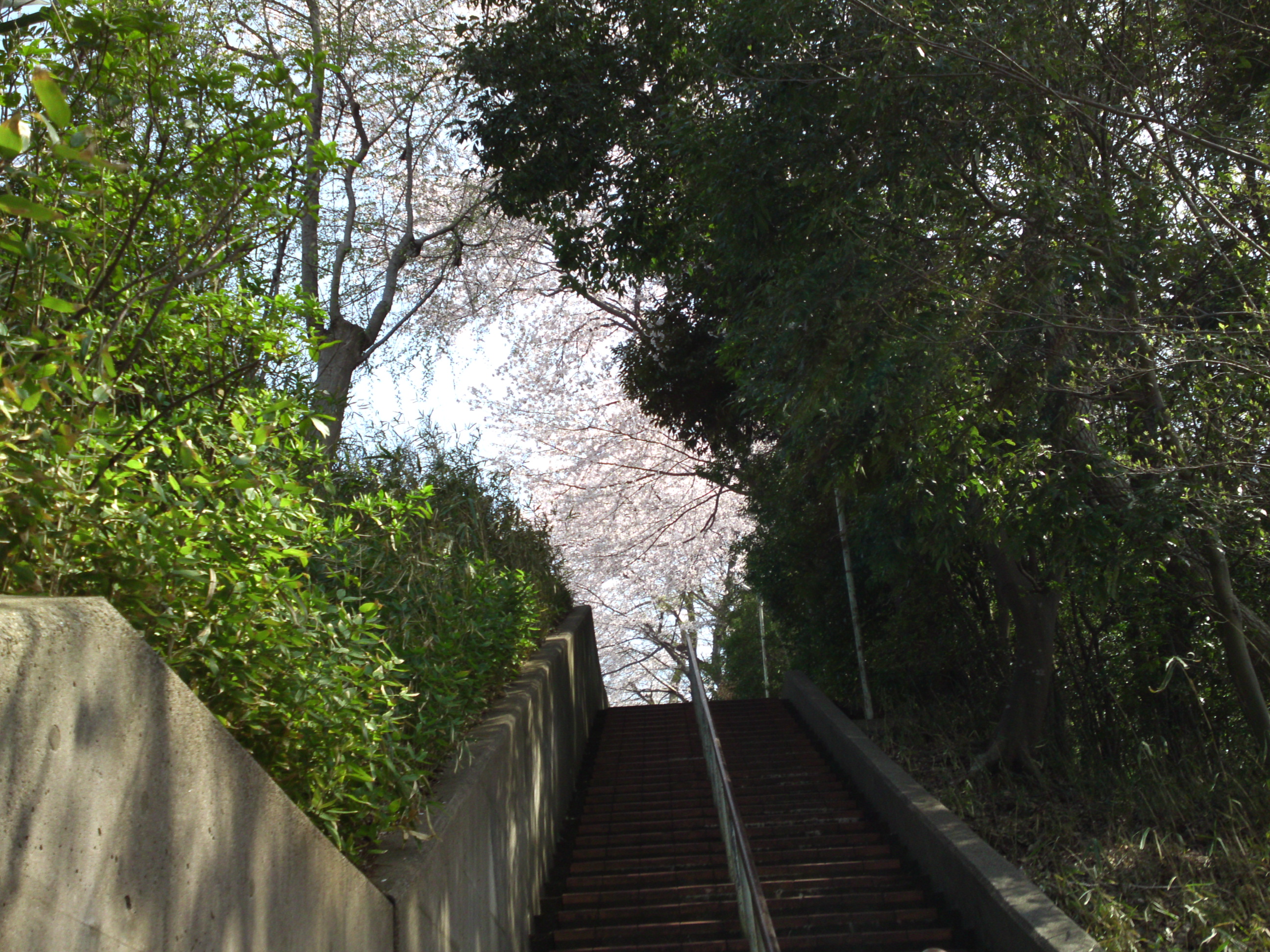 2019年万葉植物園前満開の桜並木２